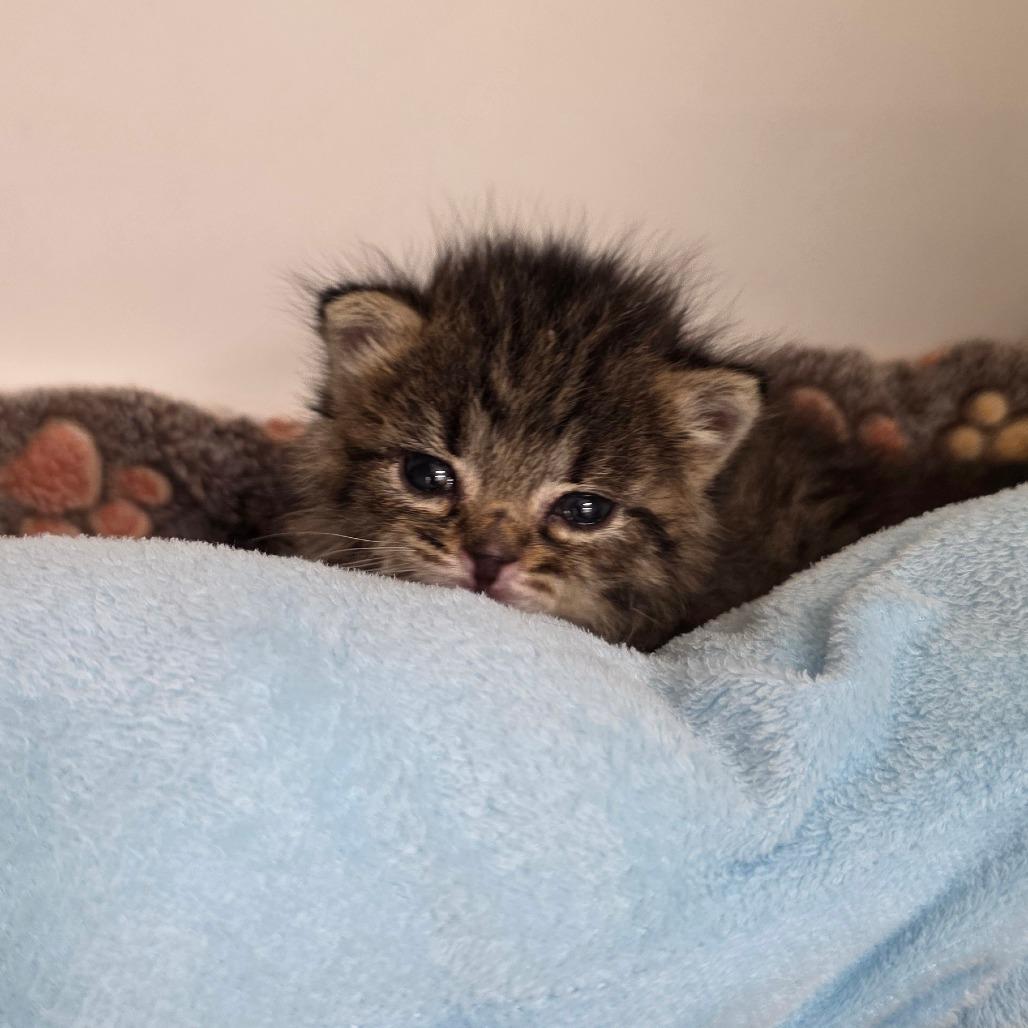 Enlarge Dusty, a Adoptable Domestic Short Hair in Phoenix, AZ image 6/6