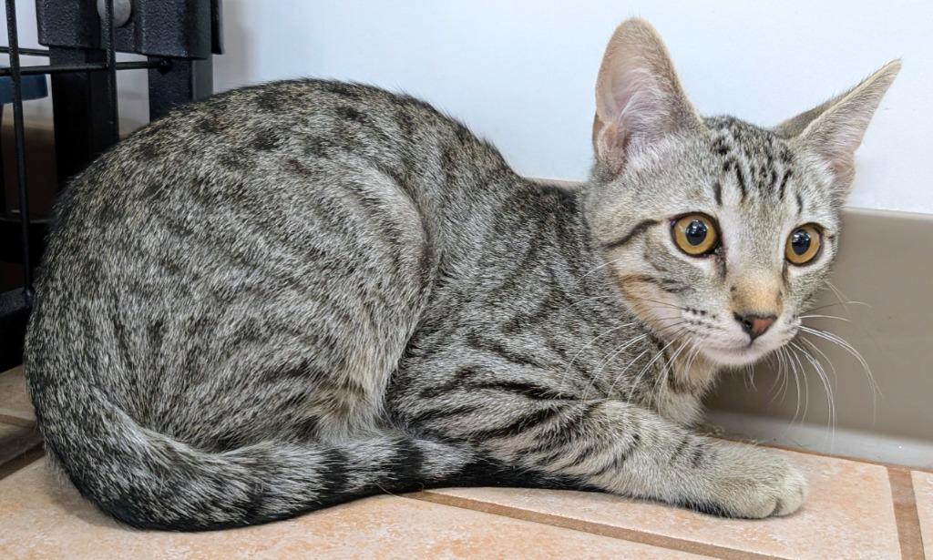 Enlarge Milford, a Adoptable mixed breed in Peoria, AZ image 1/2