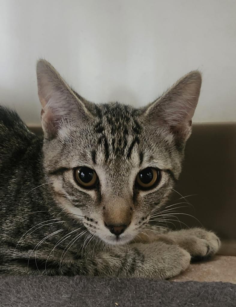 Enlarge Milford, a Adoptable mixed breed in Peoria, AZ image 2/2