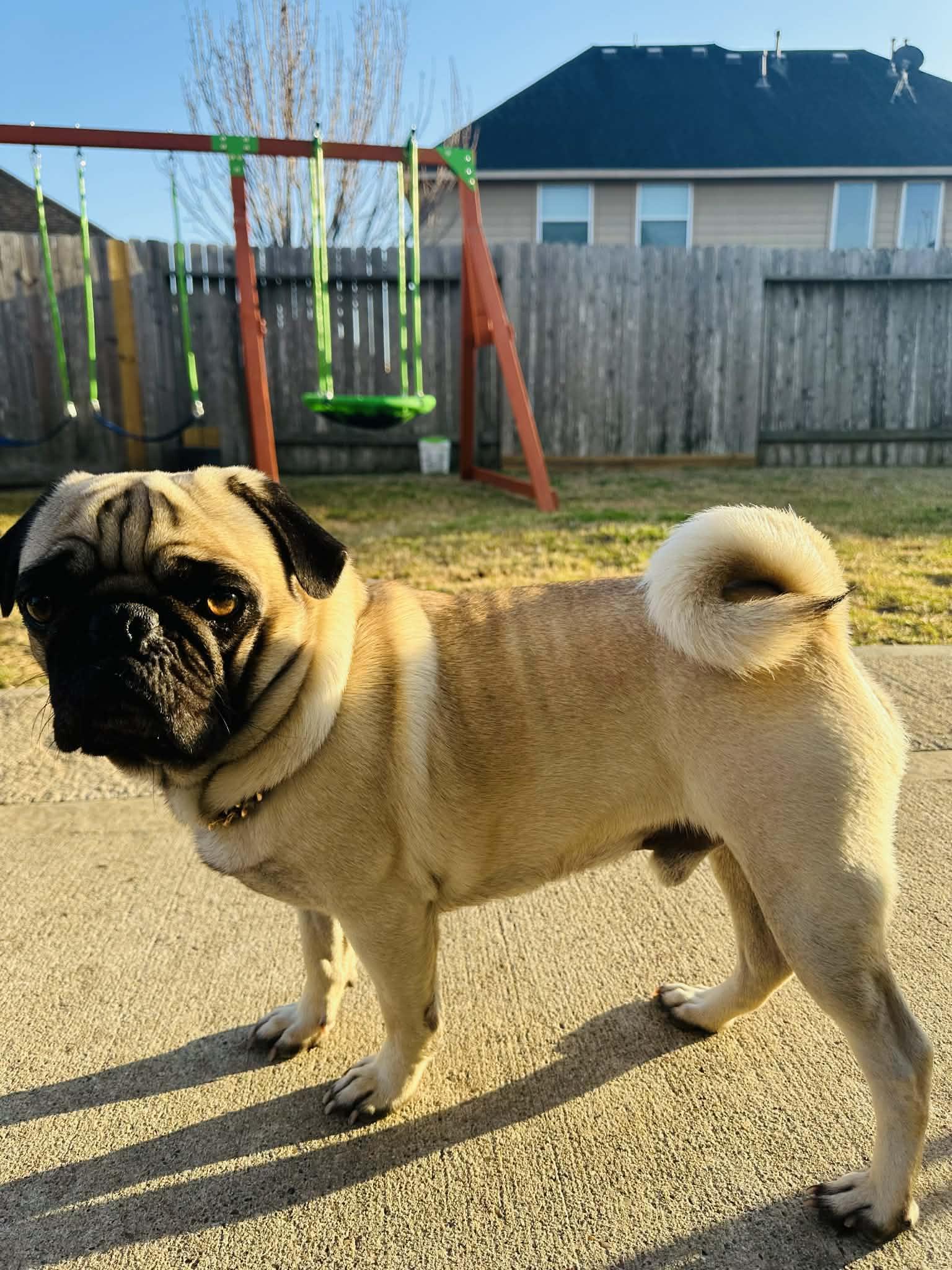 Enlarge BEAR Adoption Ready 4/1/2026, an adopted Pug in Buffalo, NY image 2/5