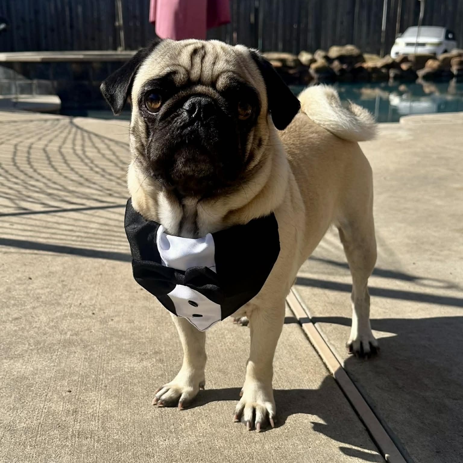 Enlarge BEAR Adoption Ready 4/1/2026, an adopted Pug in Buffalo, NY image 1/5