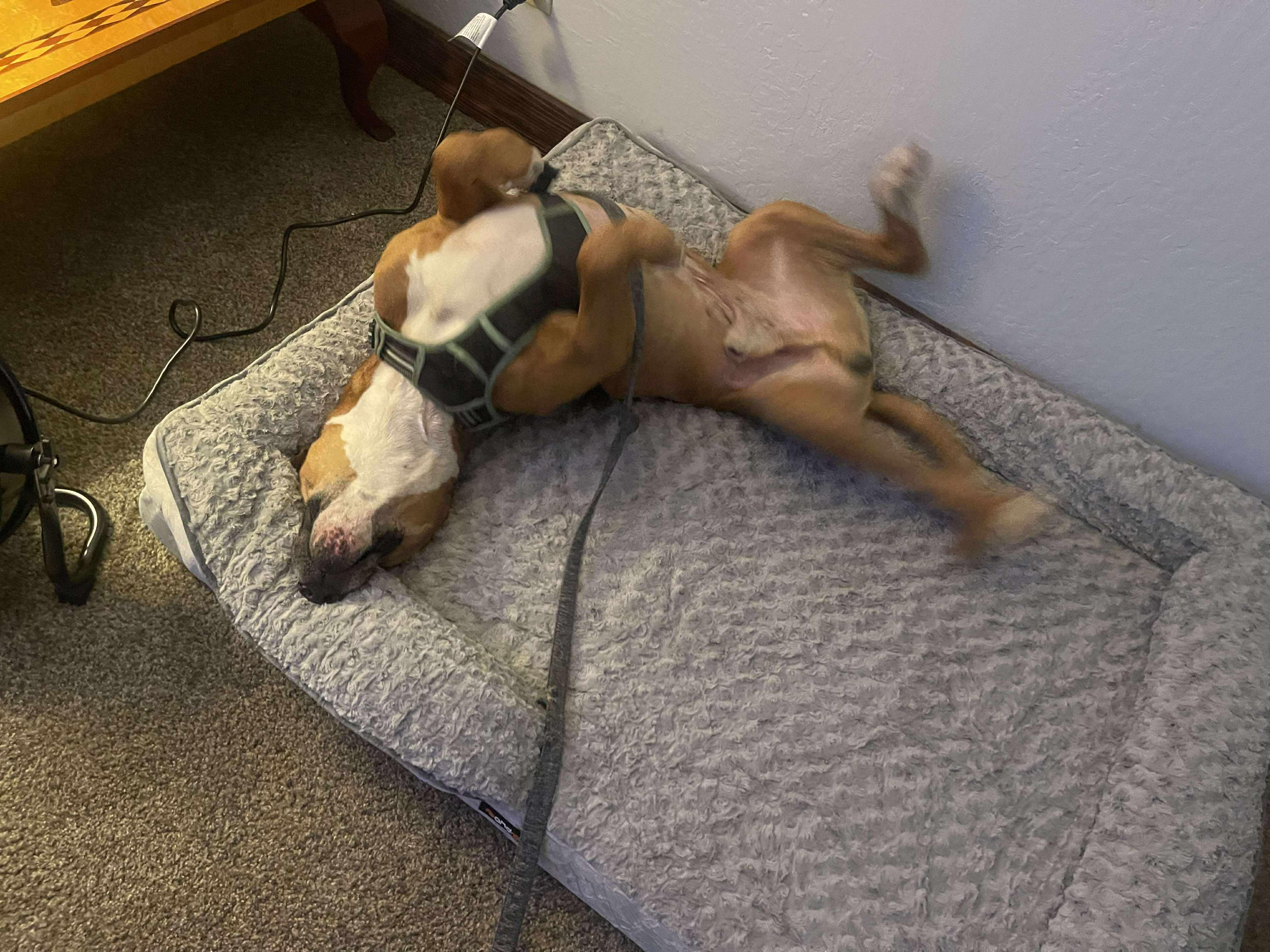 Oliver, a Adoptable mixed breed in Concord, CA image 2/5