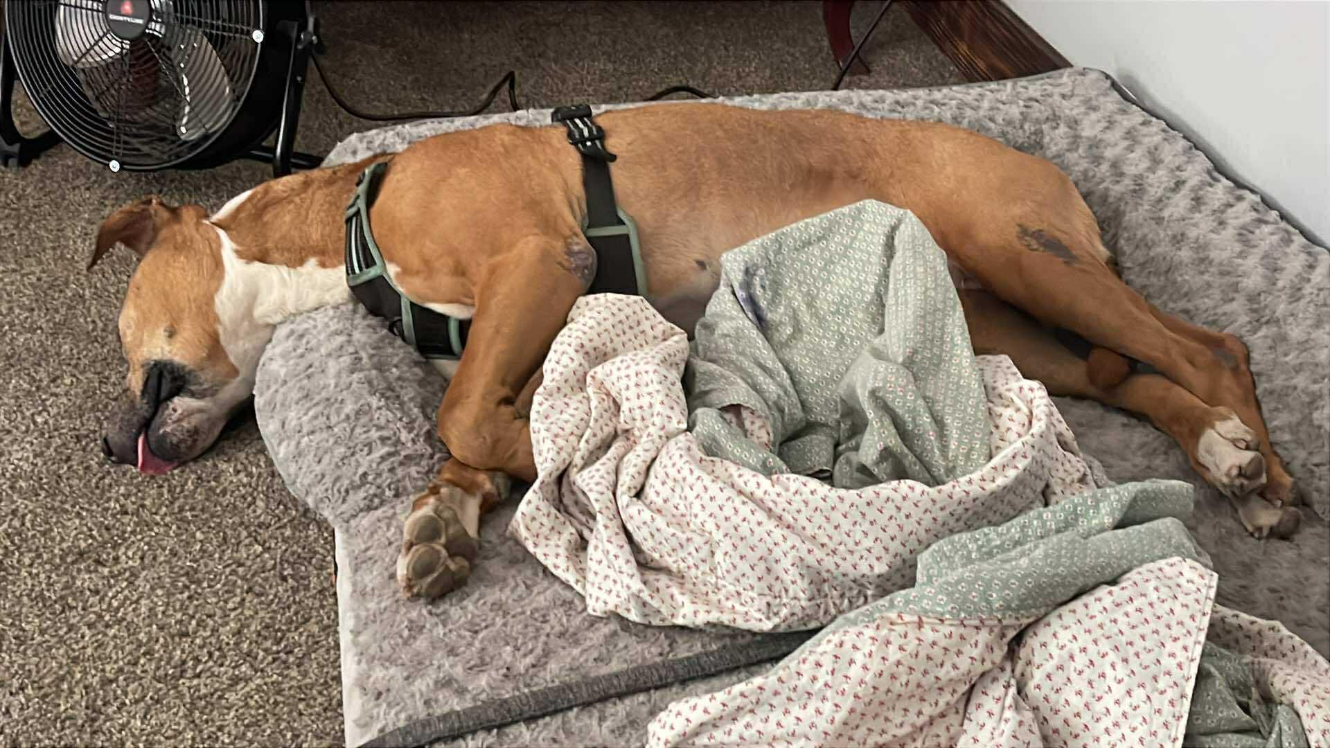 Oliver, a Adoptable mixed breed in Concord, CA image 3/5