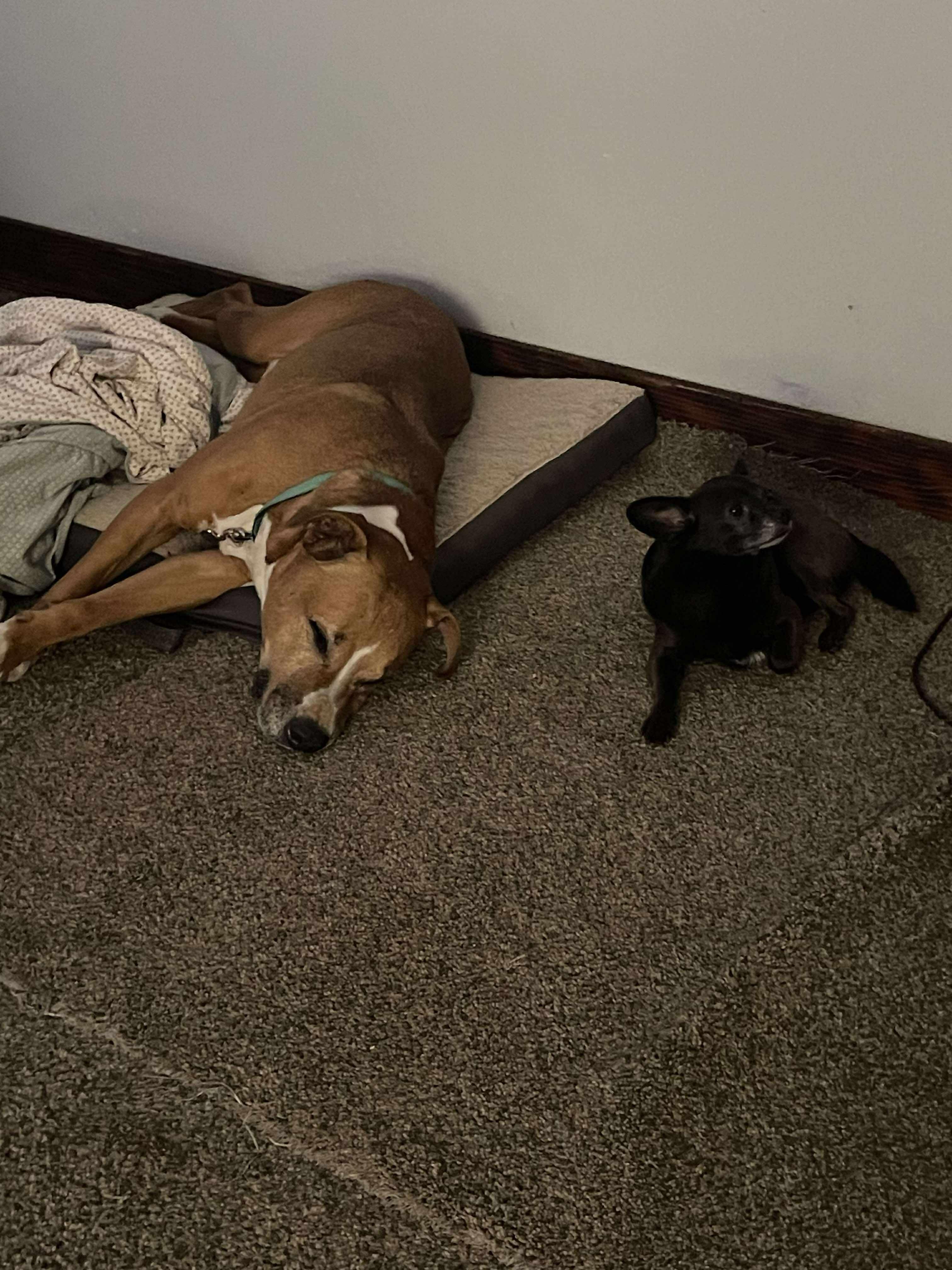 Oliver, a Adoptable mixed breed in Concord, CA image 4/5