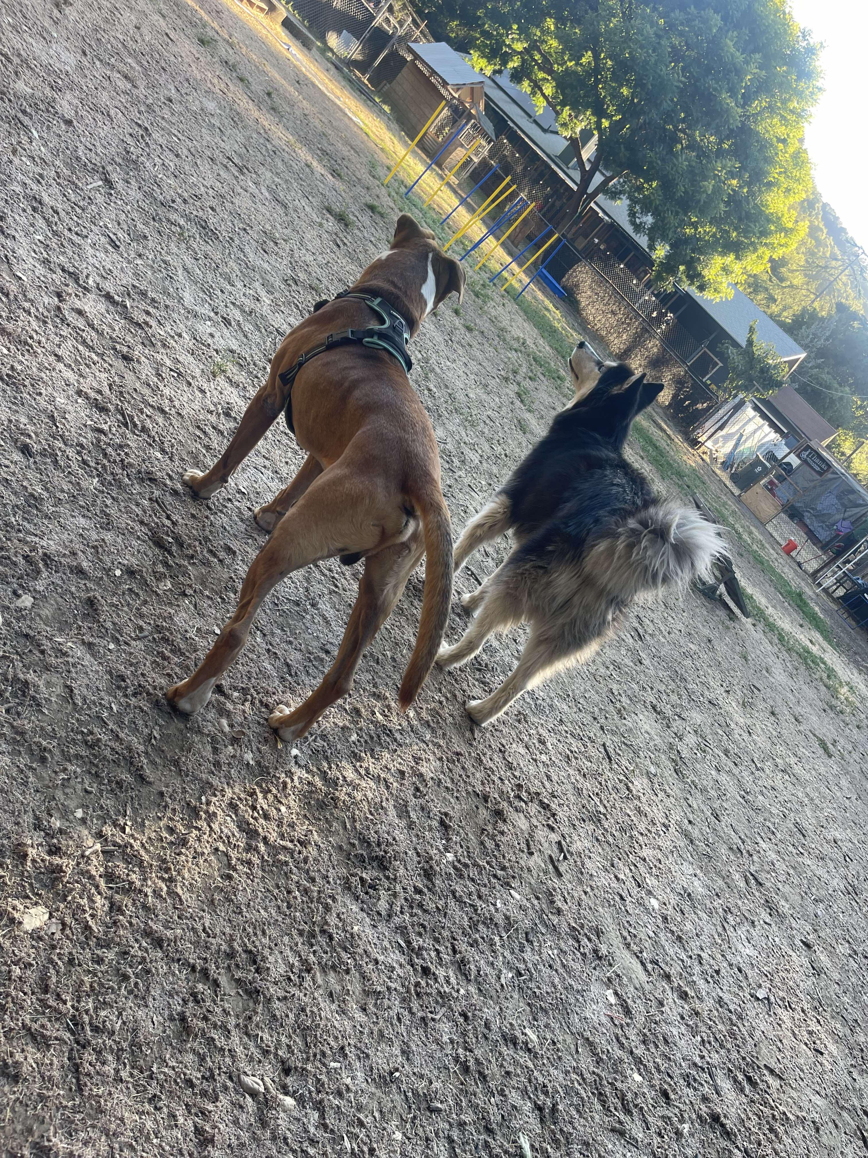 Oliver, a Adoptable mixed breed in Concord, CA image 5/5