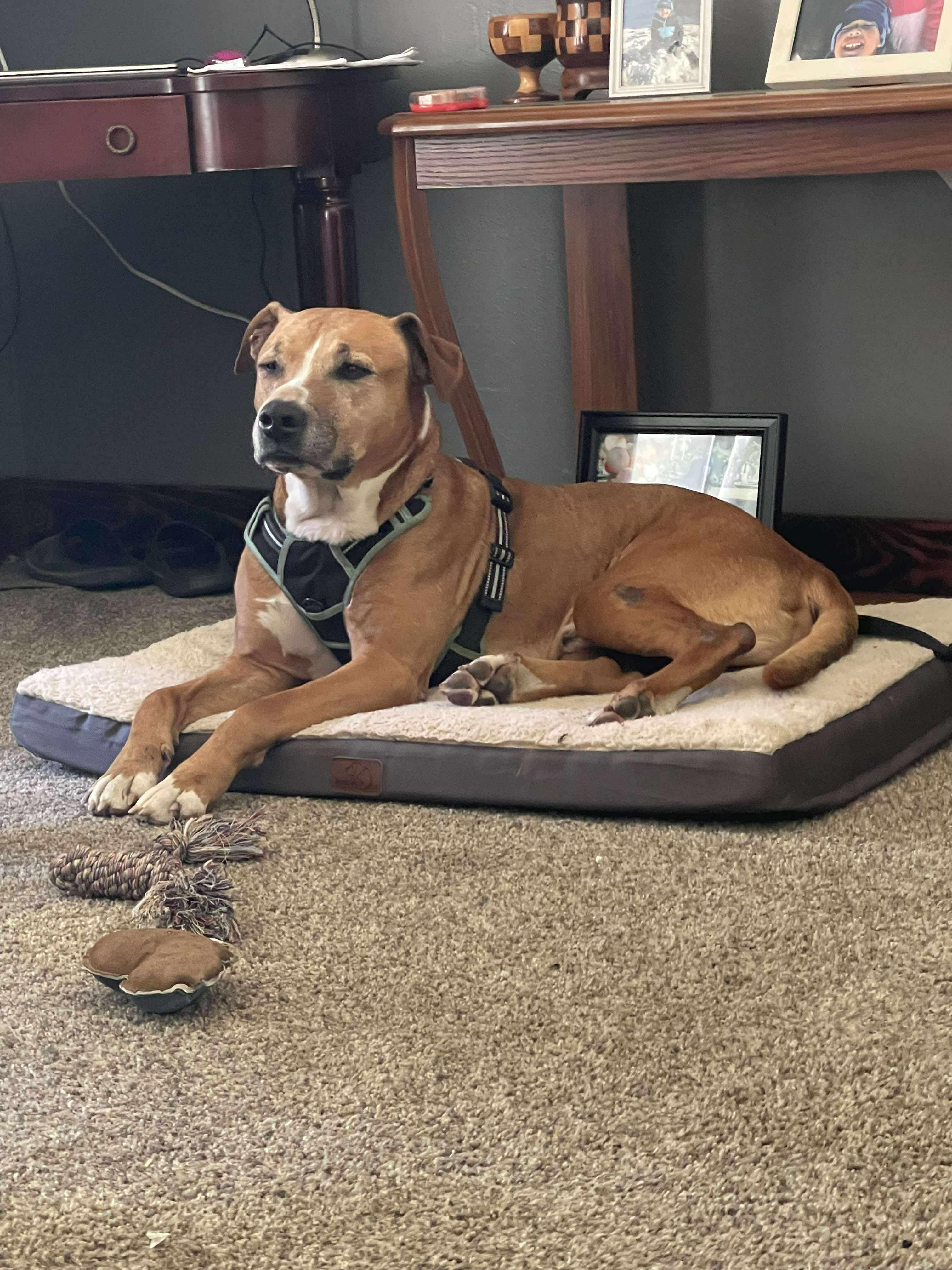 Oliver, a Adoptable mixed breed in Concord, CA image 1/5