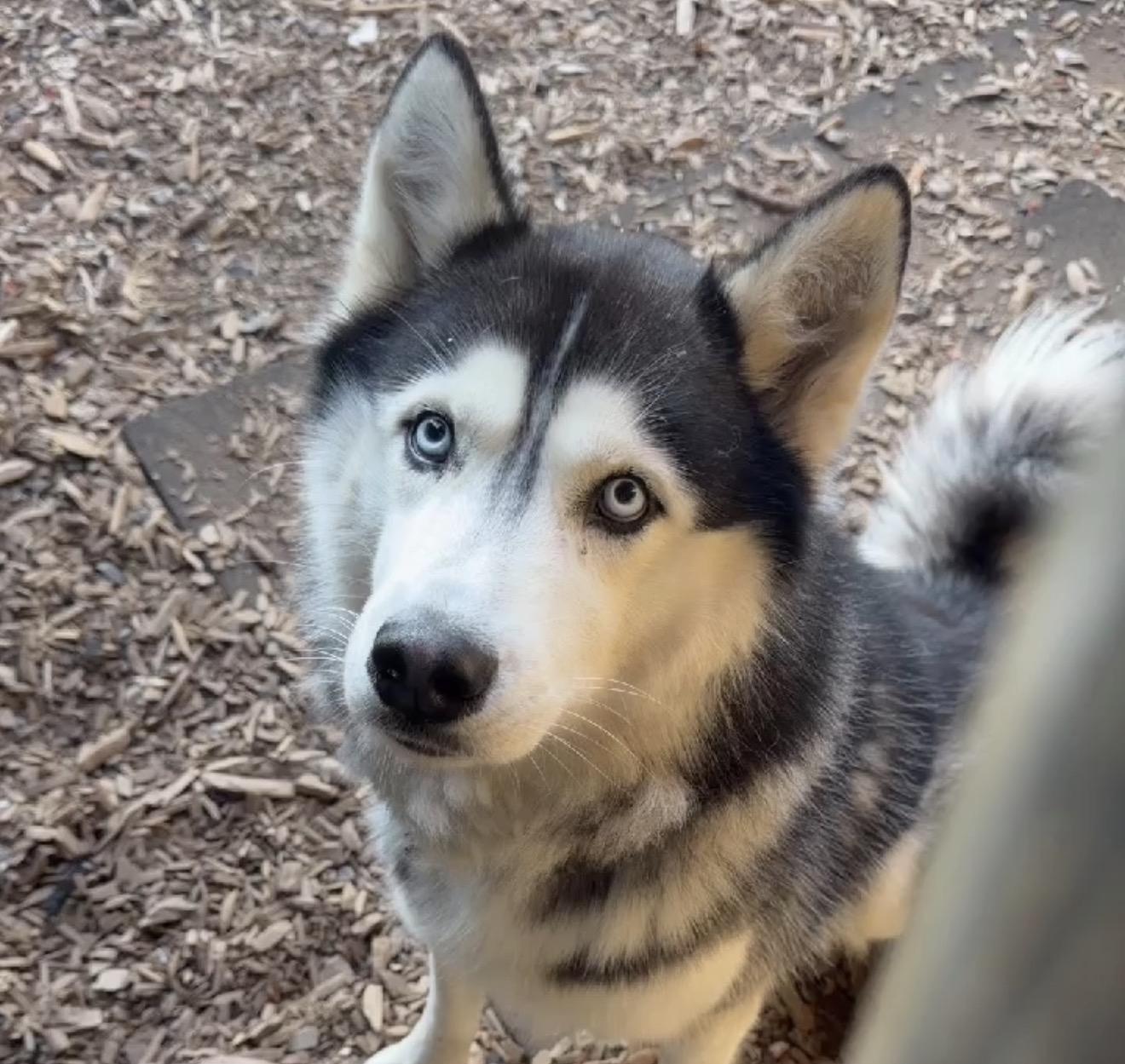 Oso, a ADOPTABLE Husky in Hood River, OR image 2/2