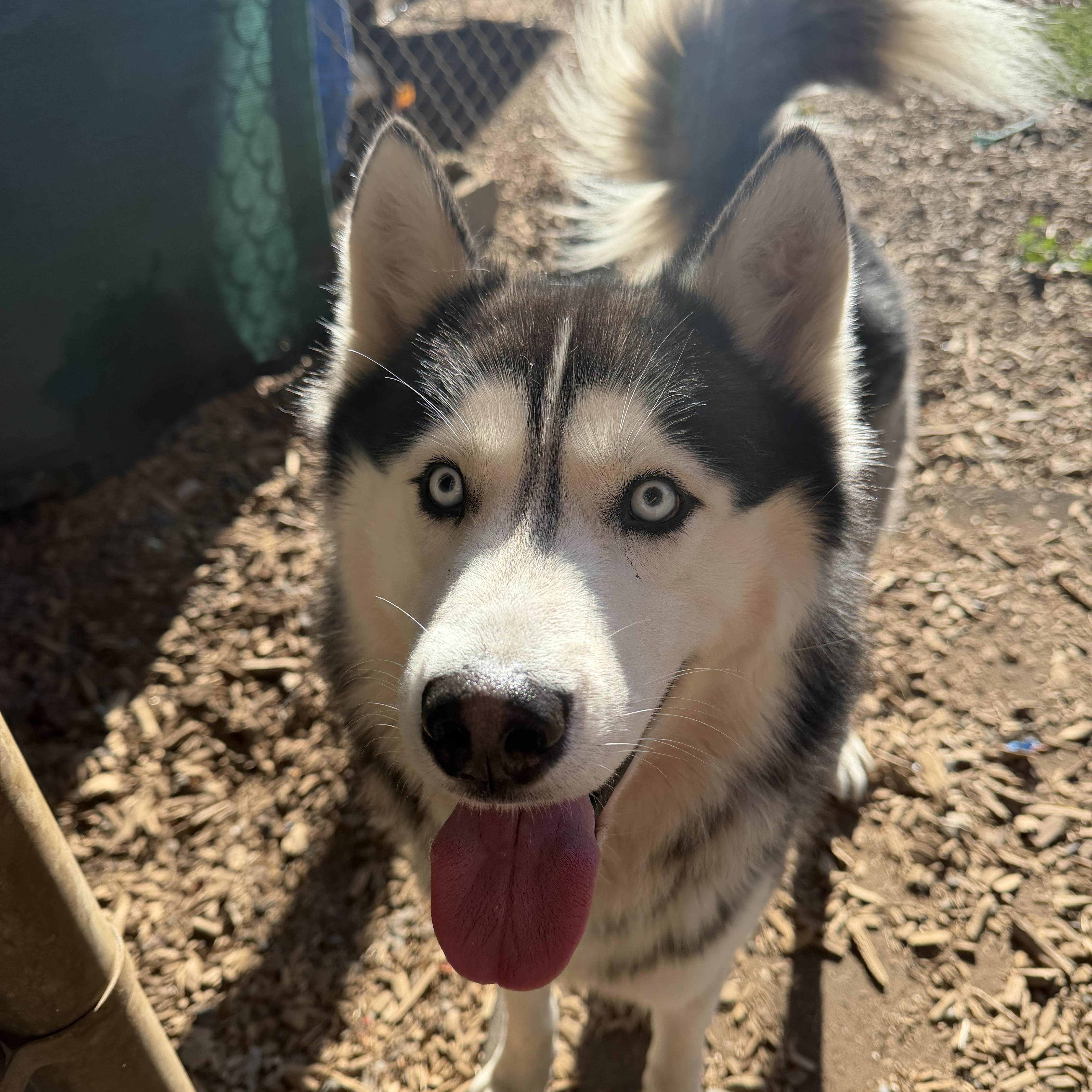 Oso, a ADOPTABLE Husky in Hood River, OR image 1/2