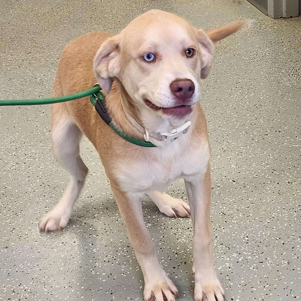 Enlarge Noel, a Adoptable Mixed Breed in Galax, VA image 1/2