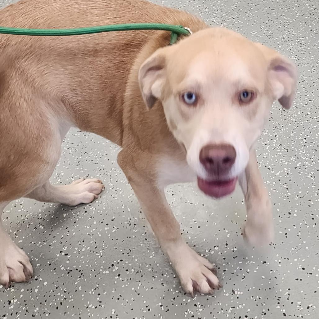 Enlarge Noel, a Adoptable Mixed Breed in Galax, VA image 2/2