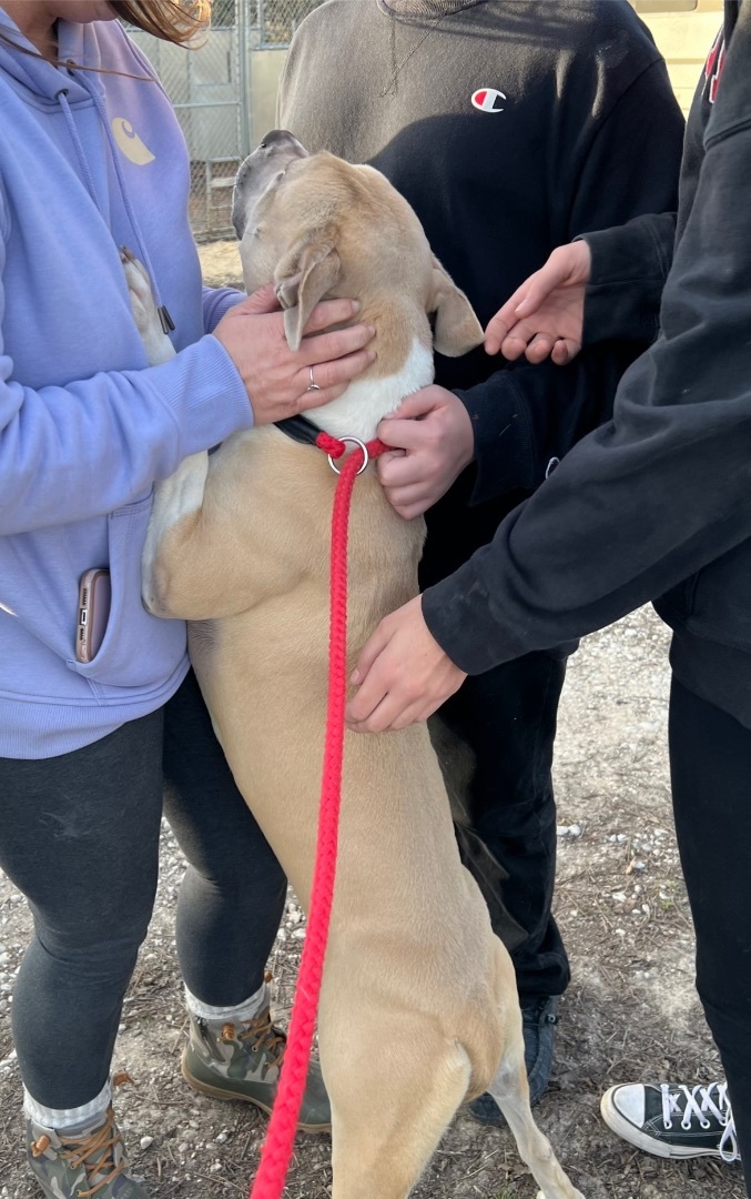 Tori, Adoptable, Young Female Black Mouth Cur & American Bully.