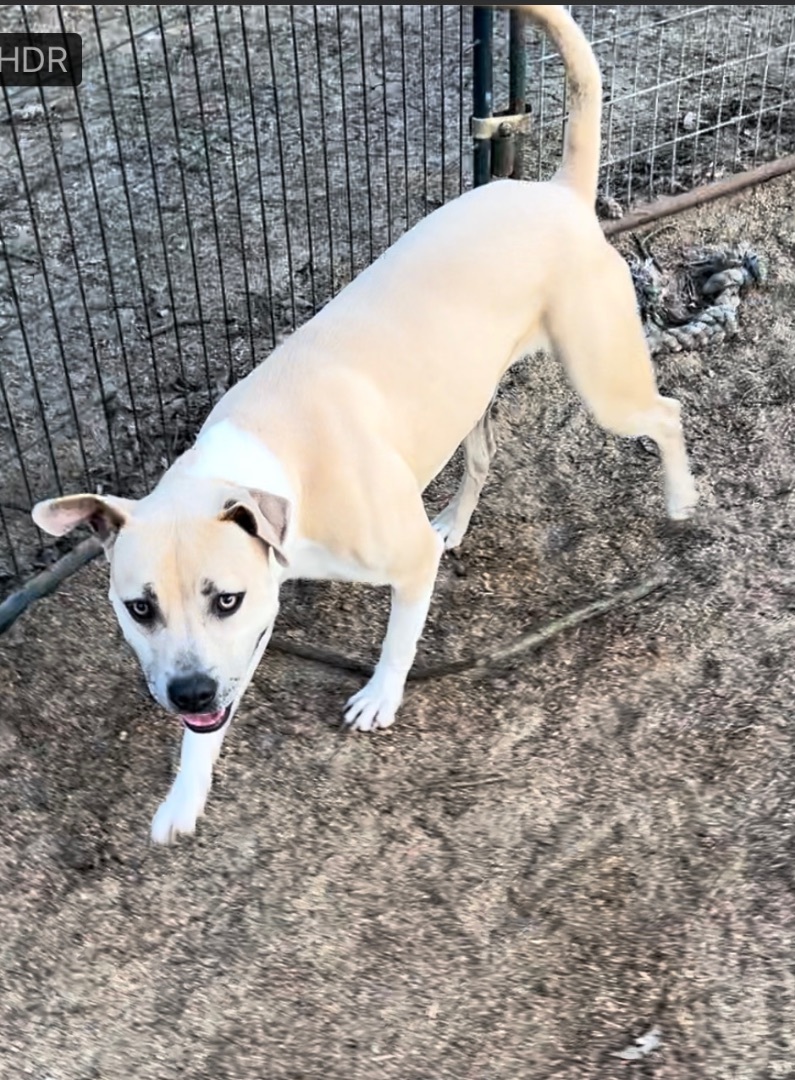 Tori, Adoptable, Young Female Black Mouth Cur & American Bully.