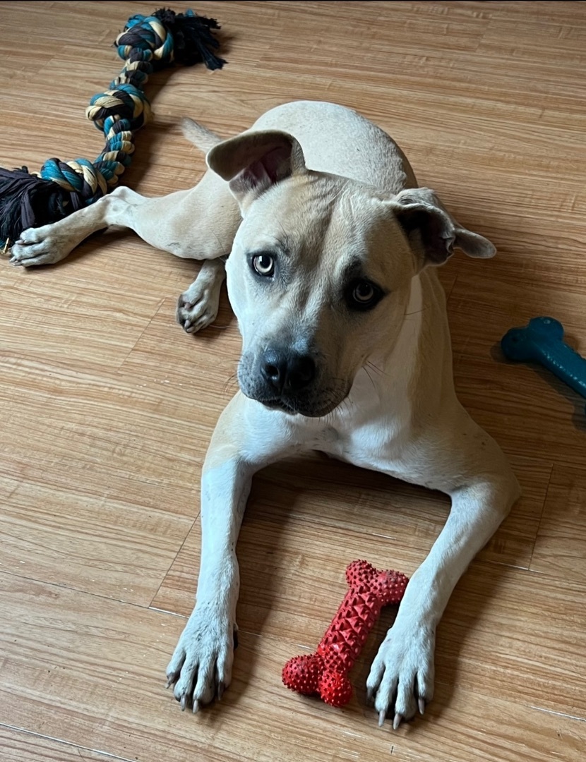 Enlarge Tori, a Adoptable mixed breed in Anna, TX image 3/13