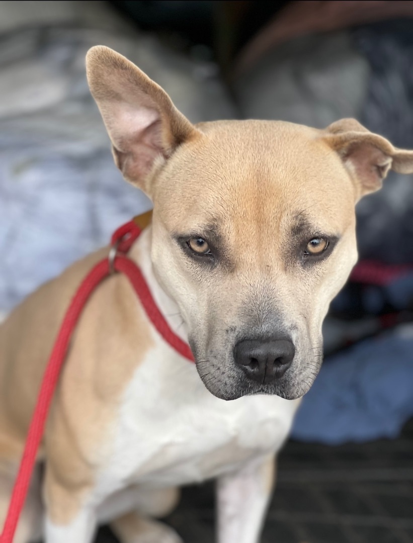 Enlarge Tori, a Adoptable mixed breed in Anna, TX image 4/13