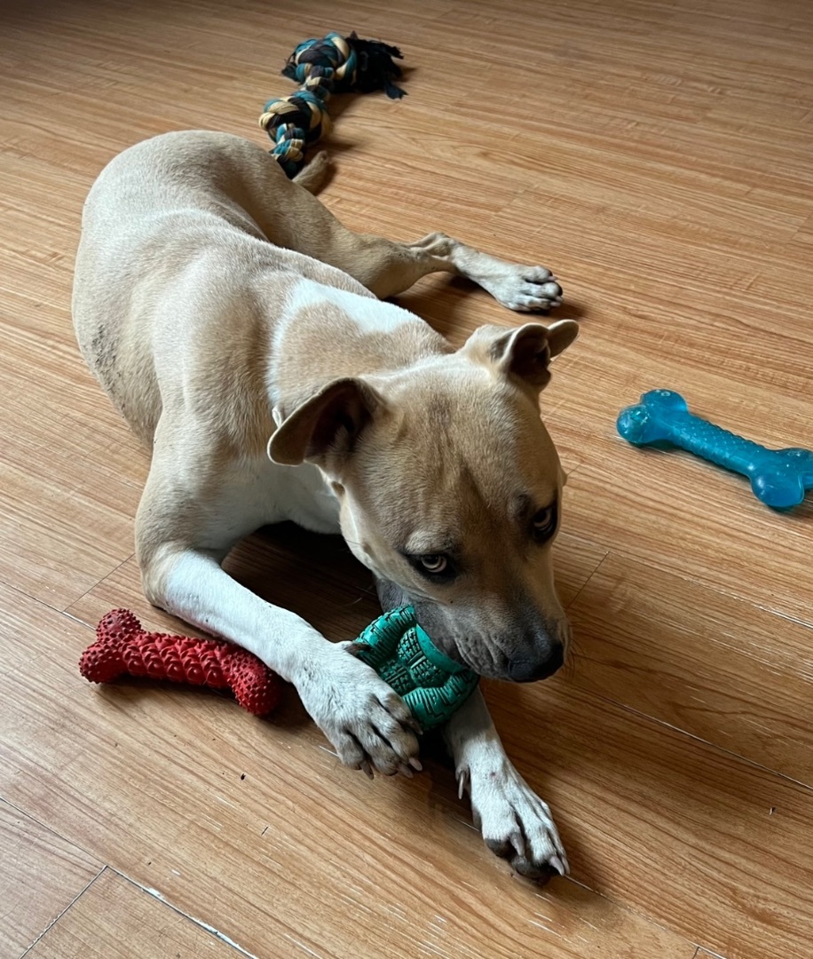 Enlarge Tori, a Adoptable mixed breed in Anna, TX image 5/13