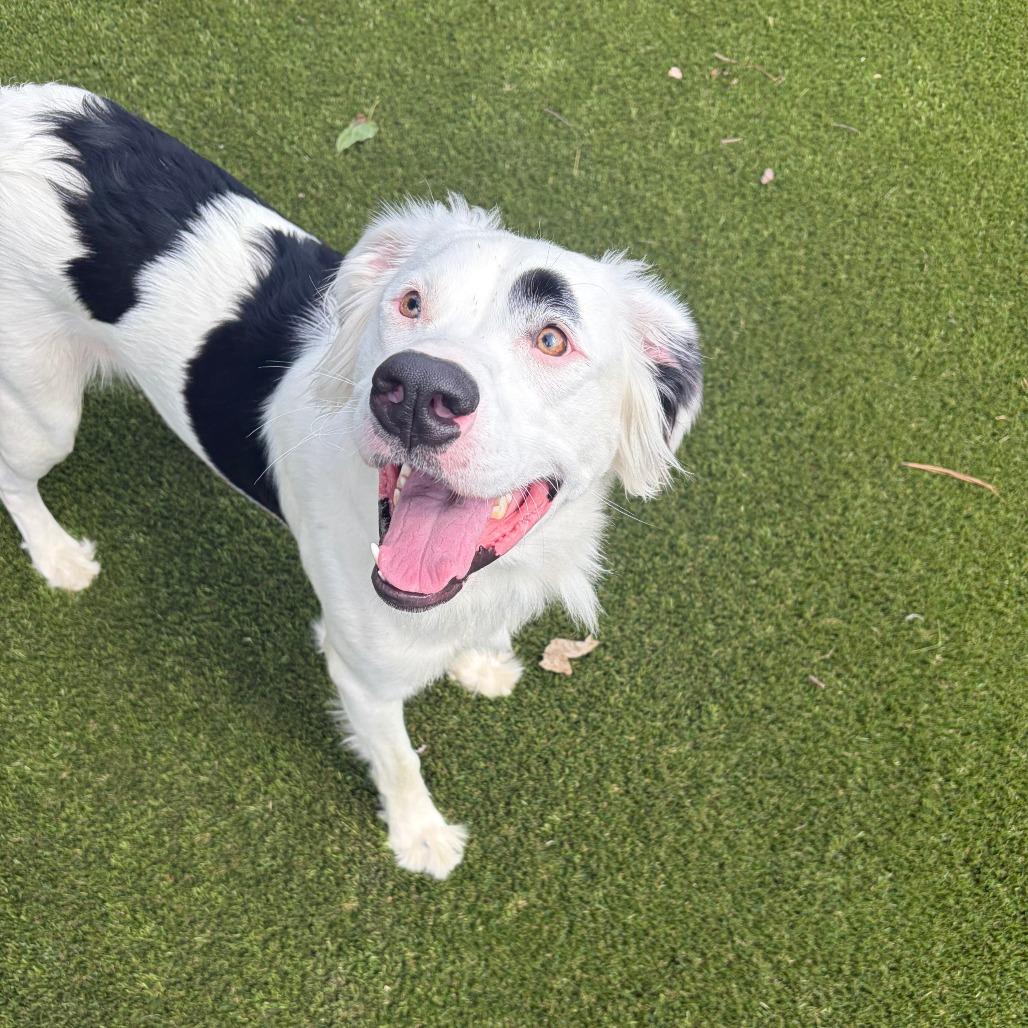 Una, Adoptable, Young Female Border Collie & Mixed Breed.