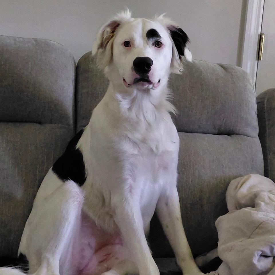 Enlarge Una, a Adoptable mixed breed in Greensboro, GA image 2/6
