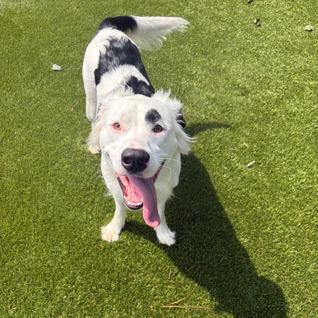 Enlarge Una, a Adoptable mixed breed in Greensboro, GA image 3/6