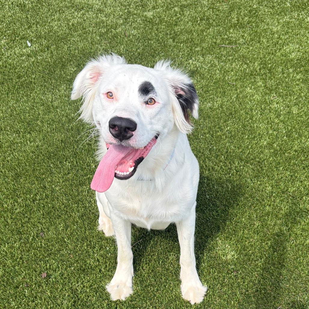 Enlarge Una, a Adoptable mixed breed in Greensboro, GA image 4/6