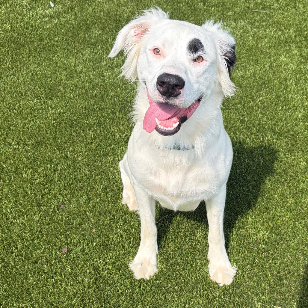 Enlarge Una, a Adoptable mixed breed in Greensboro, GA image 5/6