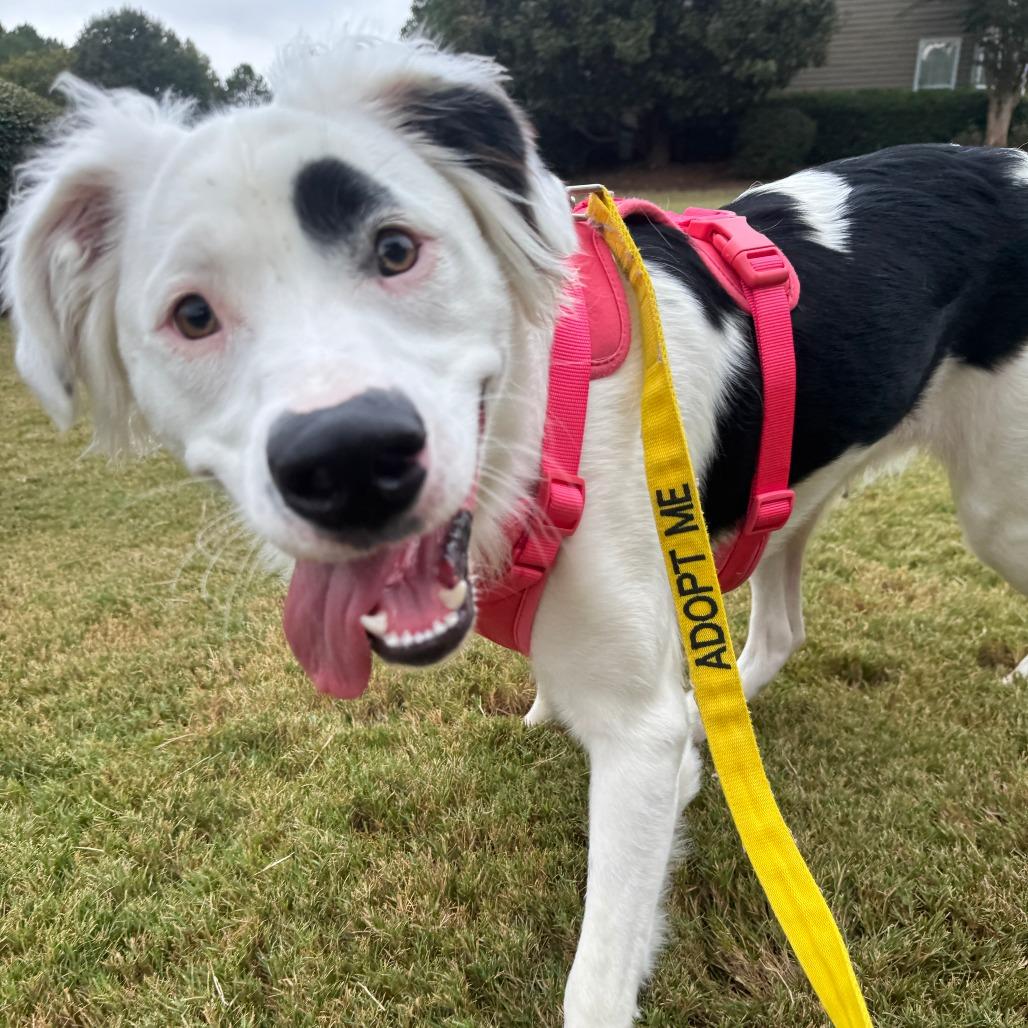 Enlarge Una, a Adoptable mixed breed in Greensboro, GA image 6/6