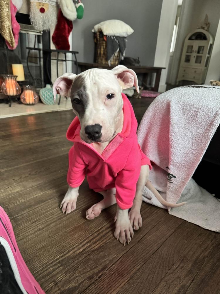 Enlarge Cooper, a Adoptable mixed breed in Grand Rapids, MI image 1/6