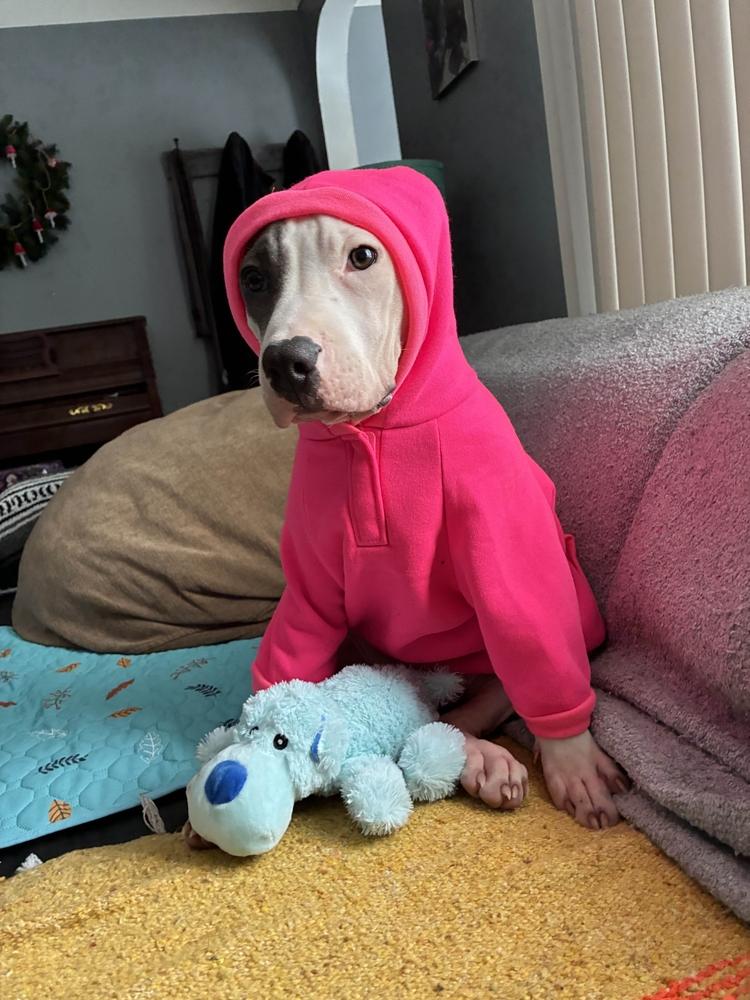 Enlarge Cooper, a Adoptable mixed breed in Grand Rapids, MI image 2/6