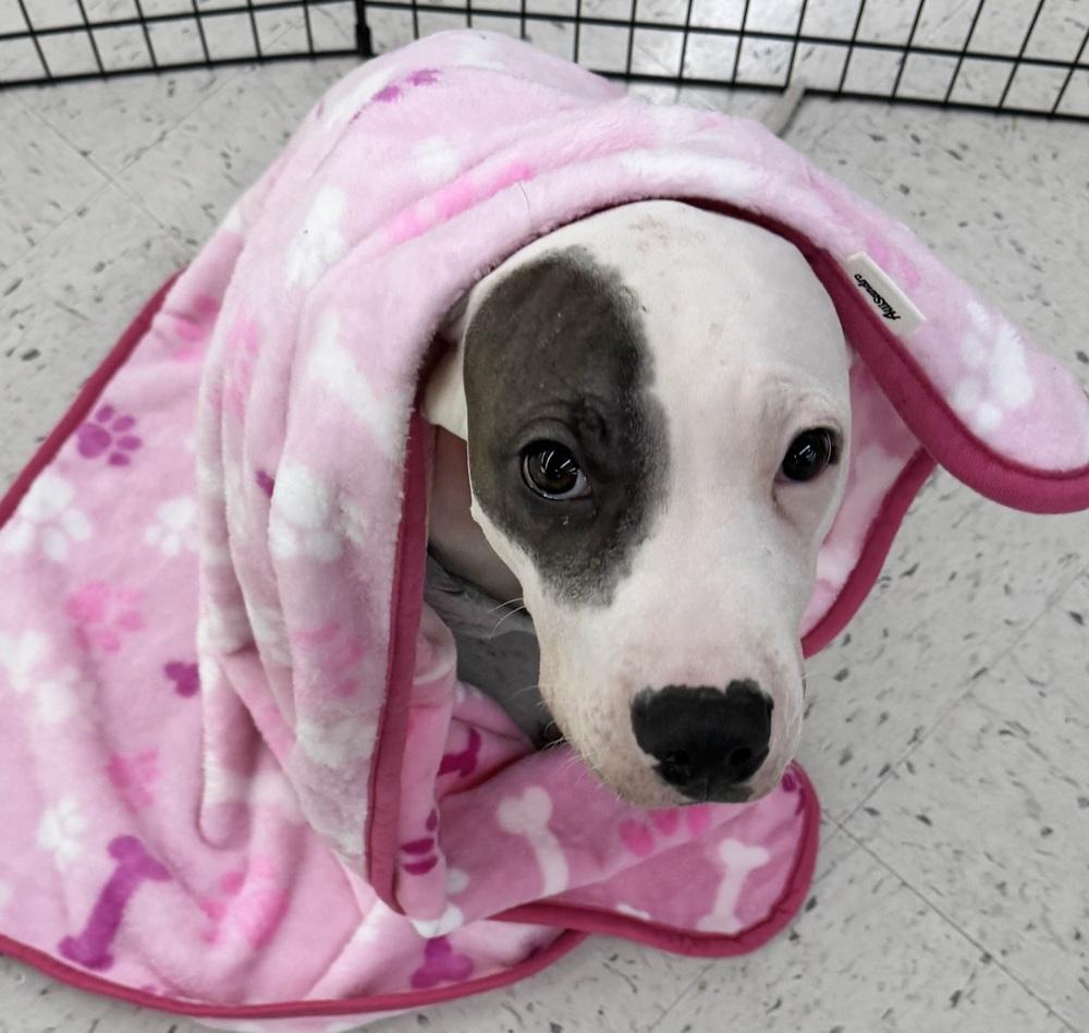 Enlarge Cooper, a Adoptable mixed breed in Grand Rapids, MI image 3/6