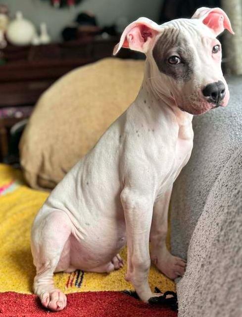 Enlarge Cooper, a Adoptable mixed breed in Grand Rapids, MI image 5/6