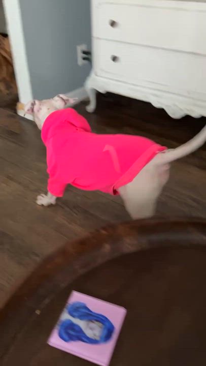 Enlarge Cooper, a Adoptable mixed breed in Grand Rapids, MI video 6/6