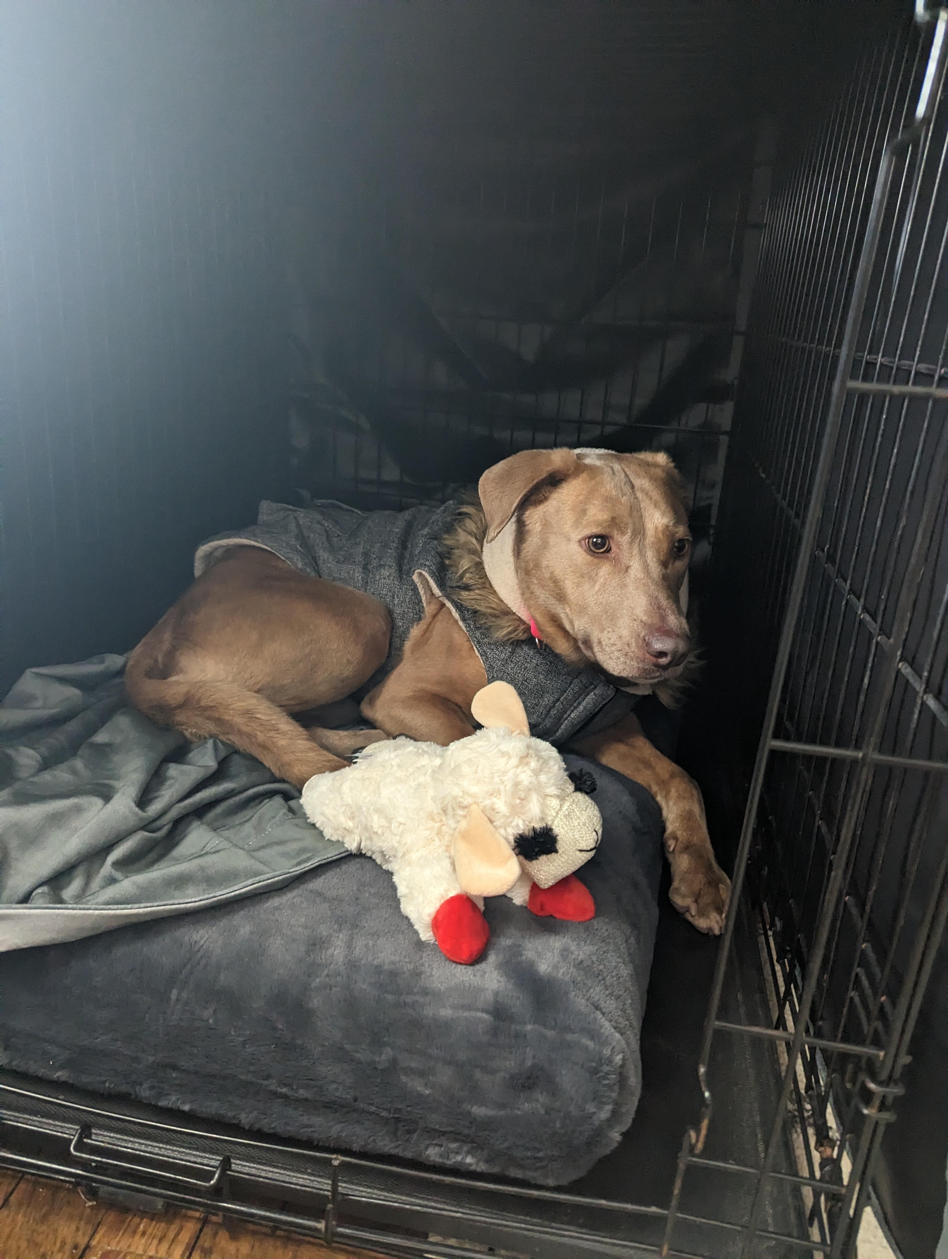 Enlarge Sandy - Local Pink Lady, a Adoptable mixed breed in Andover, MA image 6/6