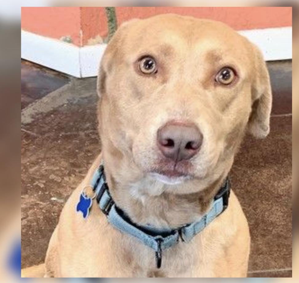 Sandy - Local Pink Lady, Adoptable, Adult Female Labrador Retriever & Weimaraner.