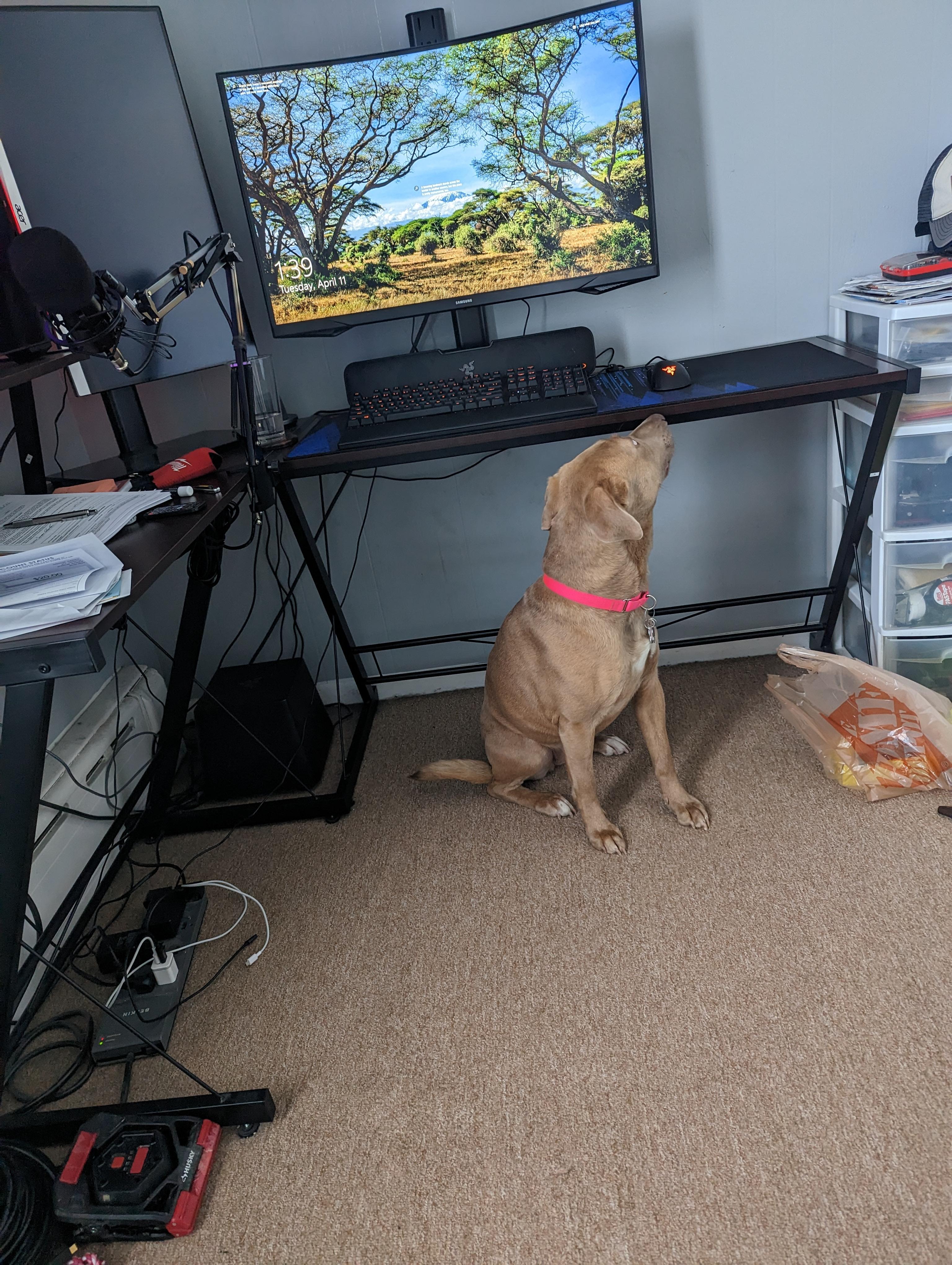 Enlarge Sandy - Local Pink Lady, a Adoptable mixed breed in Andover, MA image 3/6
