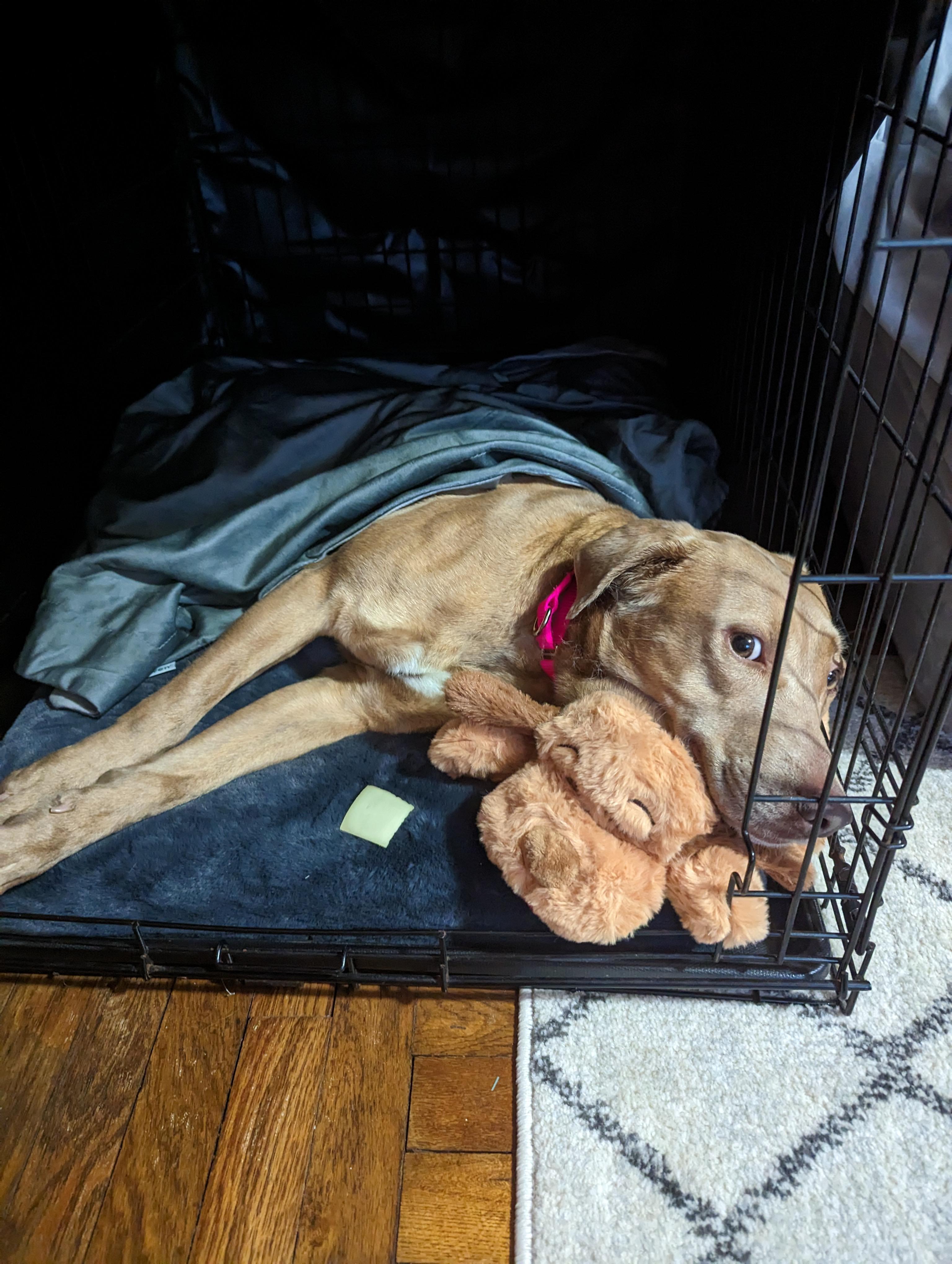 Enlarge Sandy - Local Pink Lady, a Adoptable mixed breed in Andover, MA image 5/6
