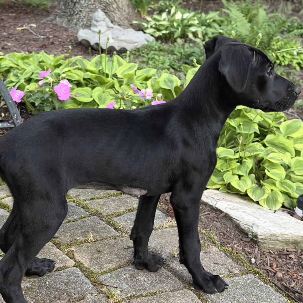 Flo, a Adoptable mixed breed in Richmond, VA image 1/3