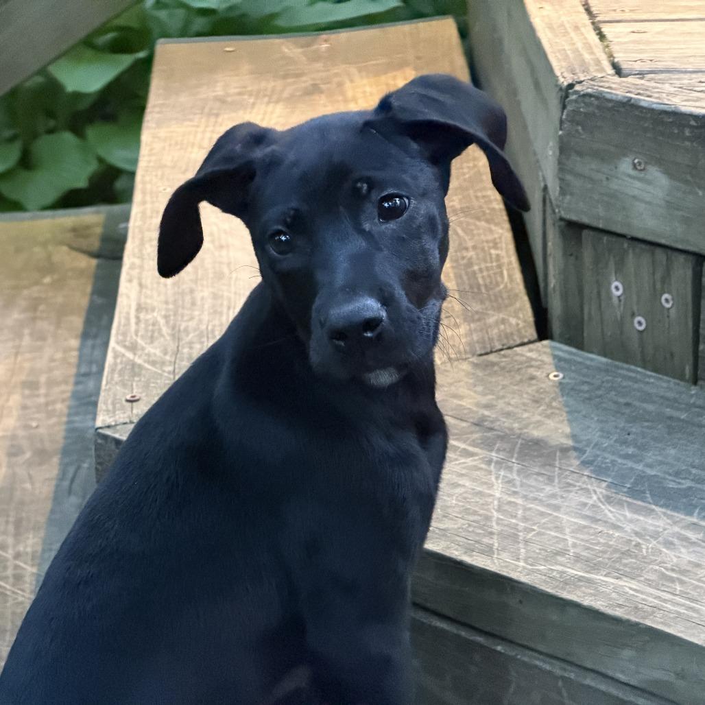 Flo, a Adoptable mixed breed in Richmond, VA image 2/3