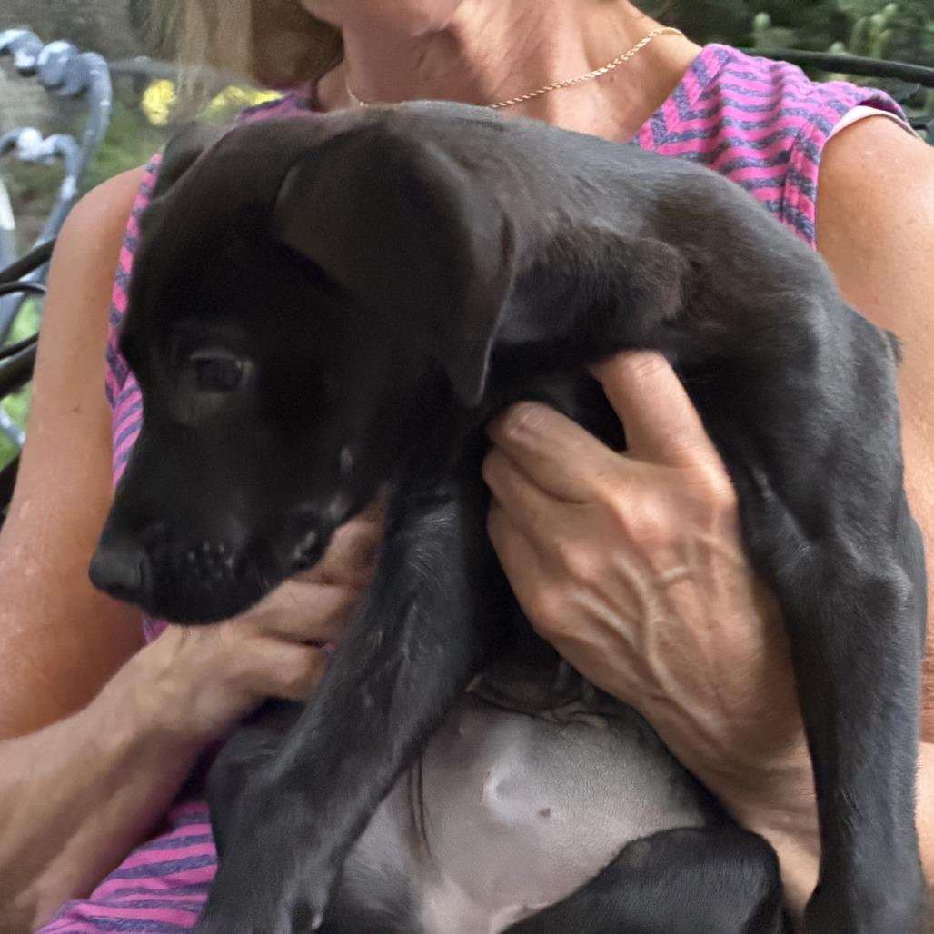 Flo, a Adoptable mixed breed in Richmond, VA image 3/3