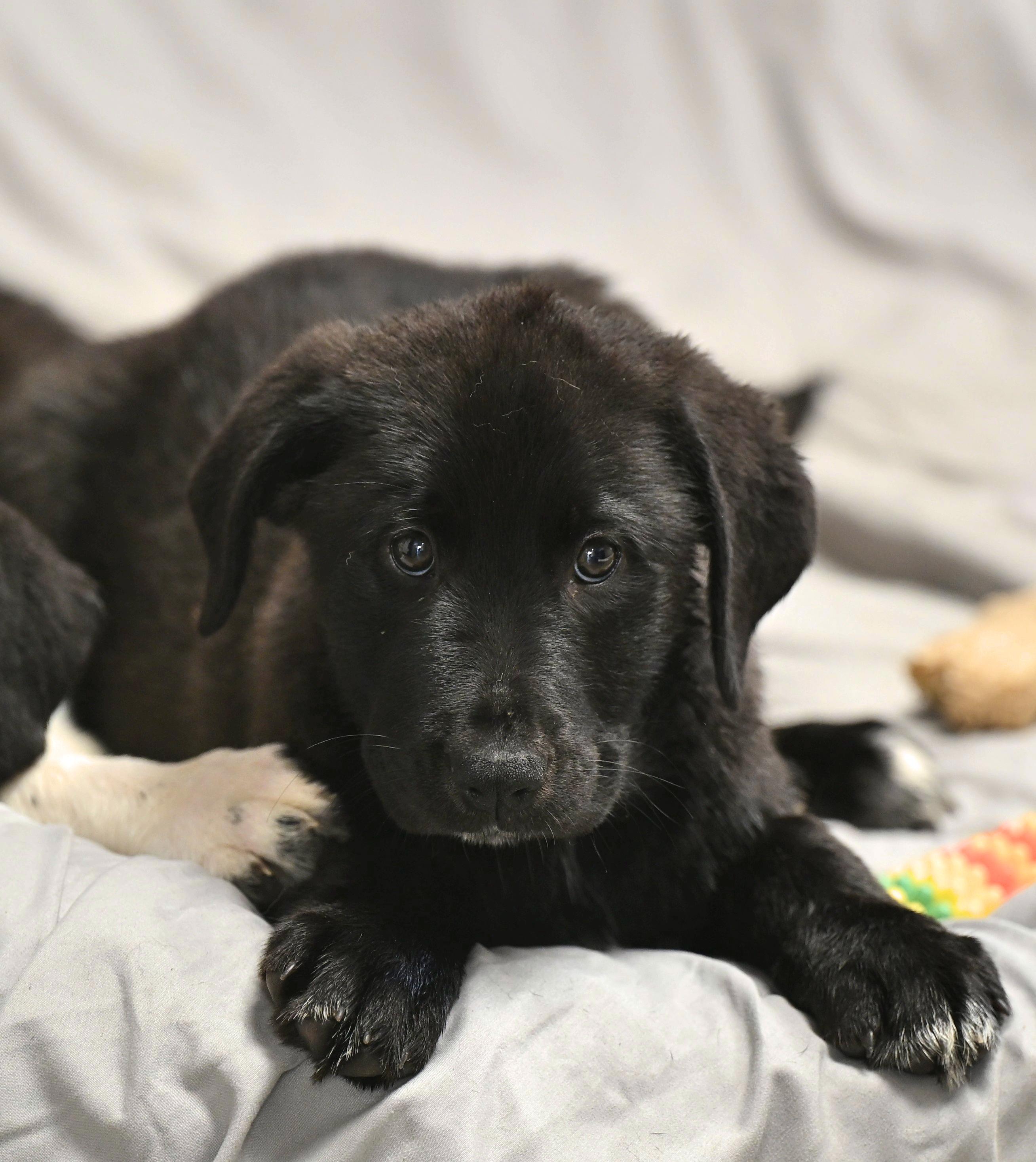 Rex  Toy Story thumbnail 3