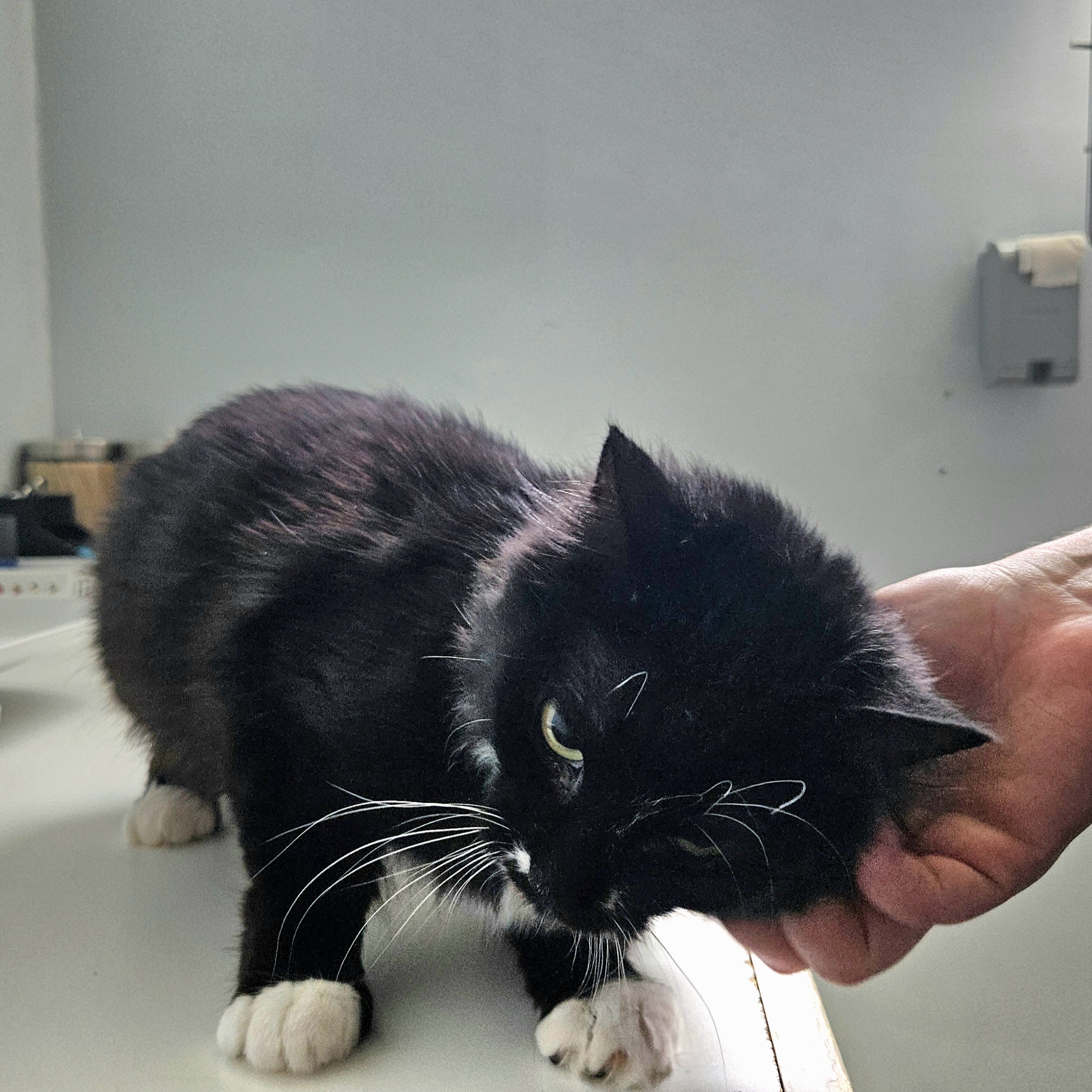 Mama, Adopted, Adult Female Domestic Medium Hair.