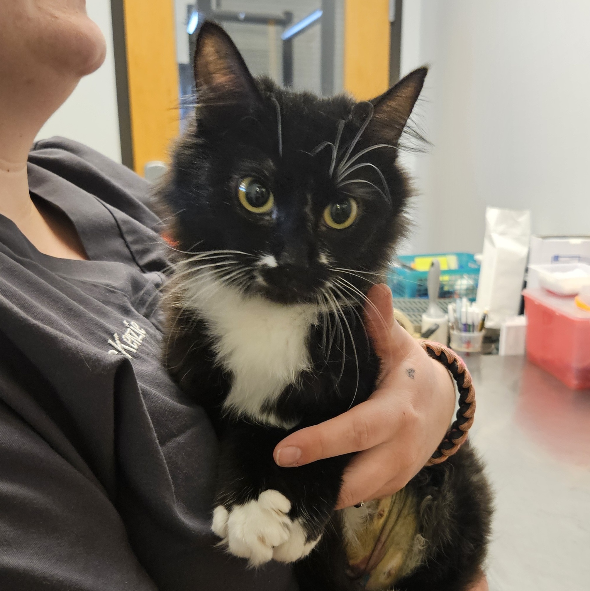 Mama, a Adopted Domestic Medium Hair in The dalles, OR image 2/4