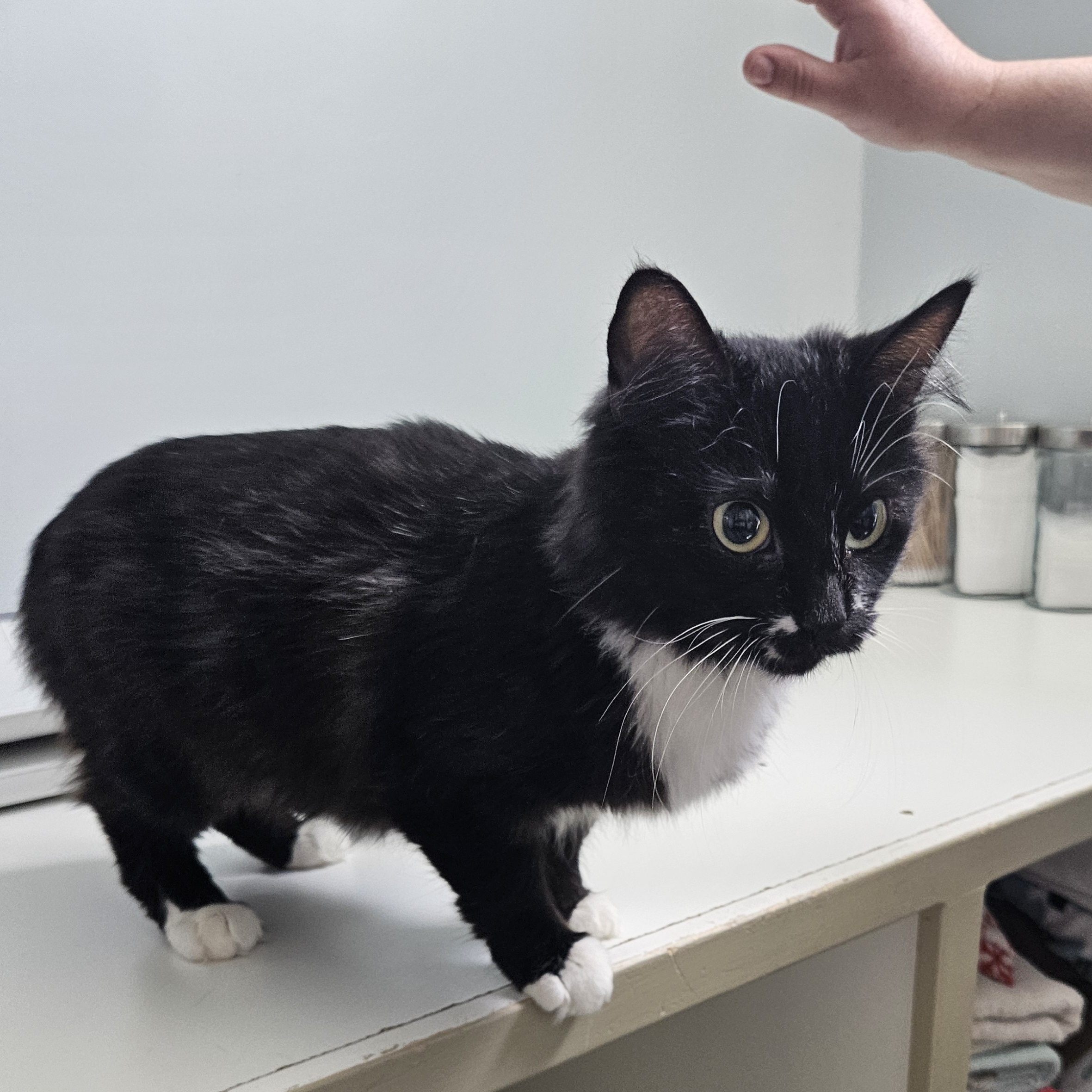 Mama, a Adopted Domestic Medium Hair in The dalles, OR image 3/4