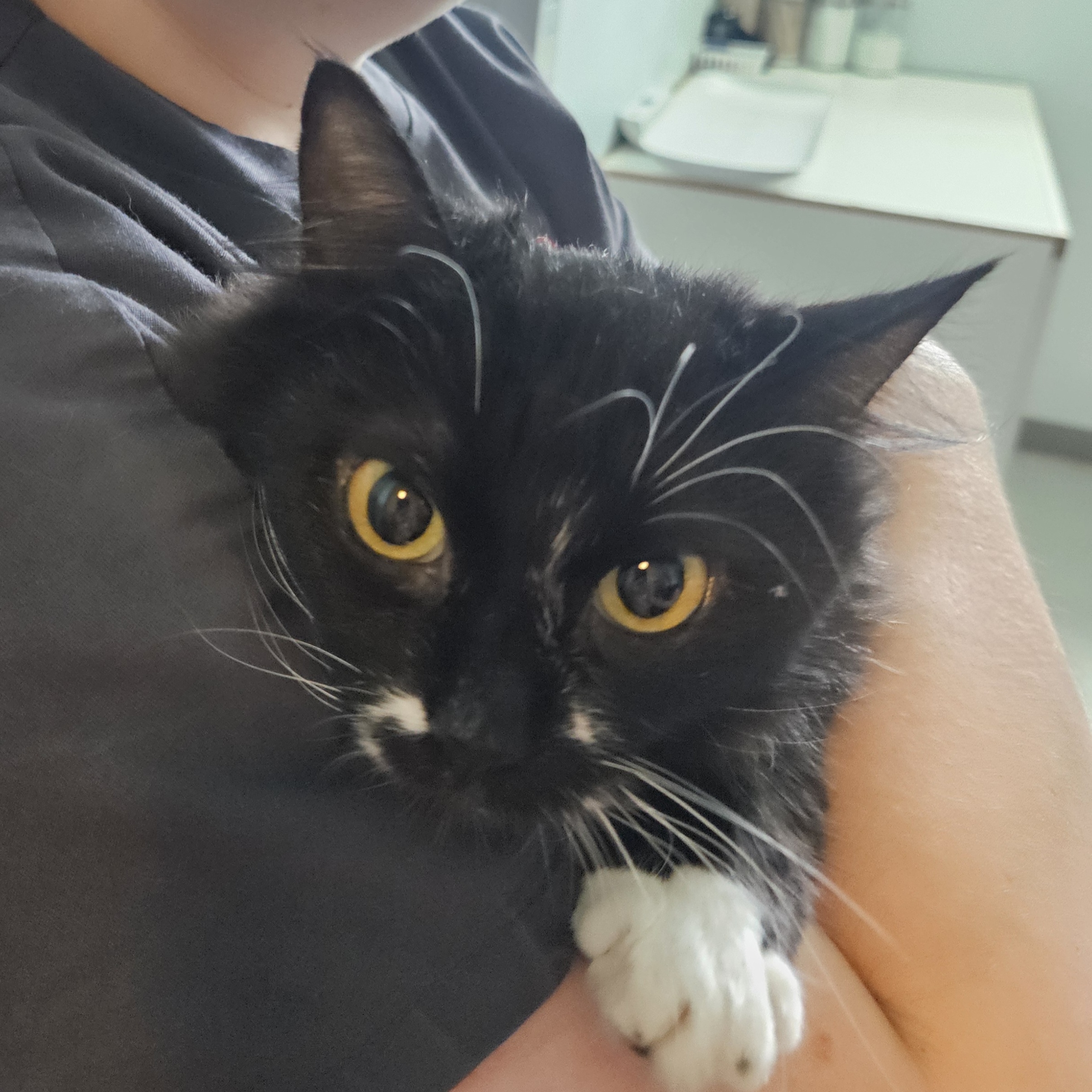 Mama, a Adopted Domestic Medium Hair in The dalles, OR image 4/4