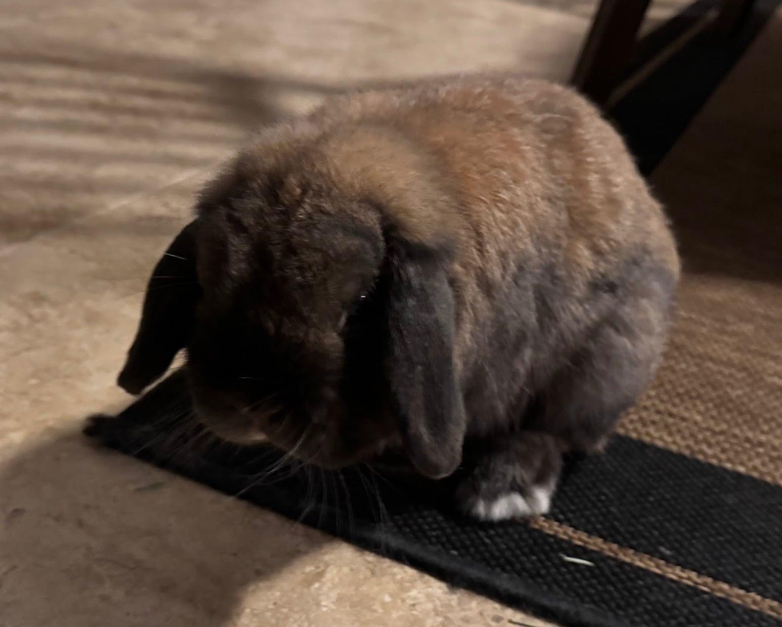 Sherman, a ADOPTABLE Holland Lop in Little Rock, AR image 3/3