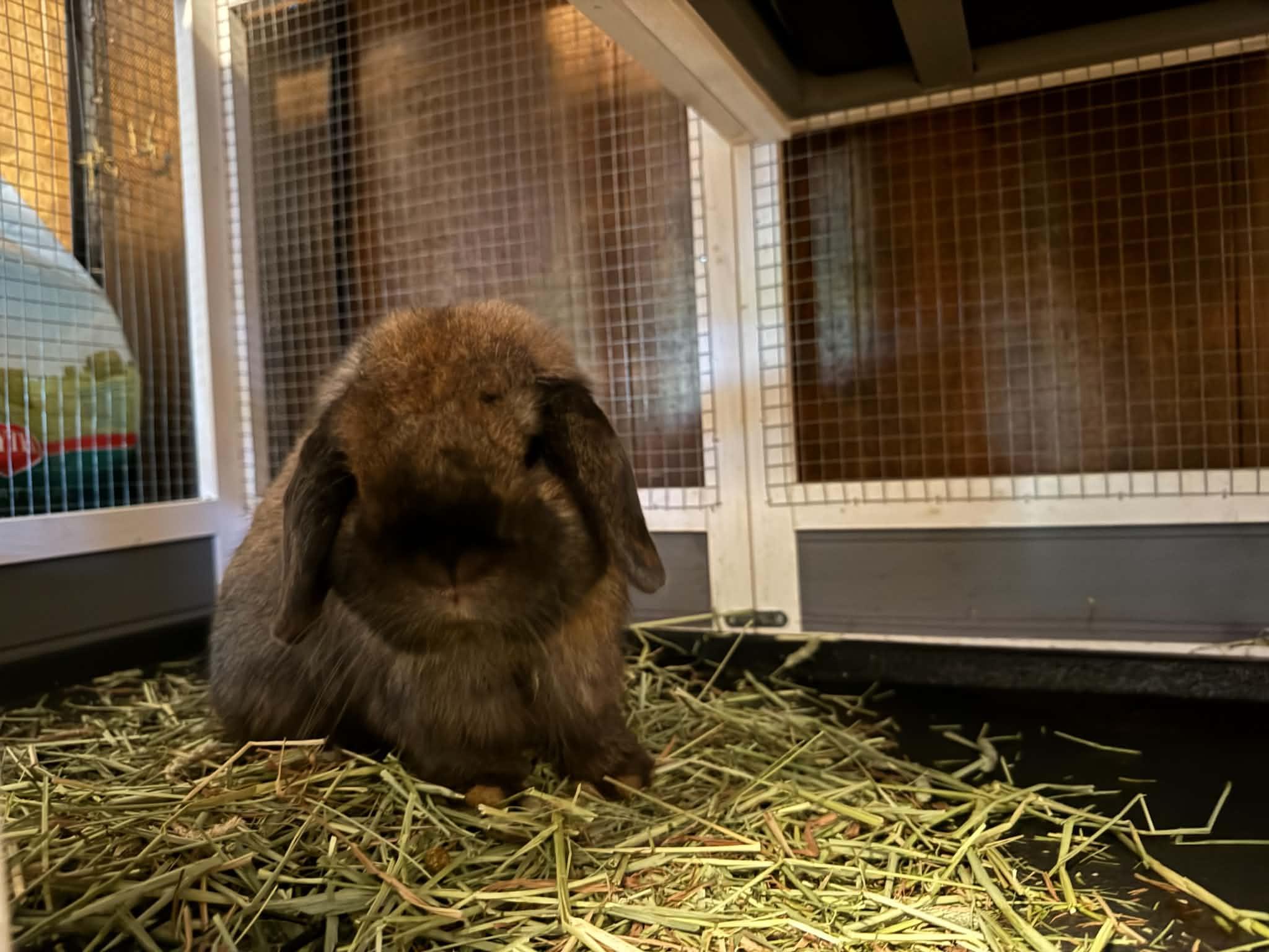 Sherman, a ADOPTABLE Holland Lop in Little Rock, AR image 4/5