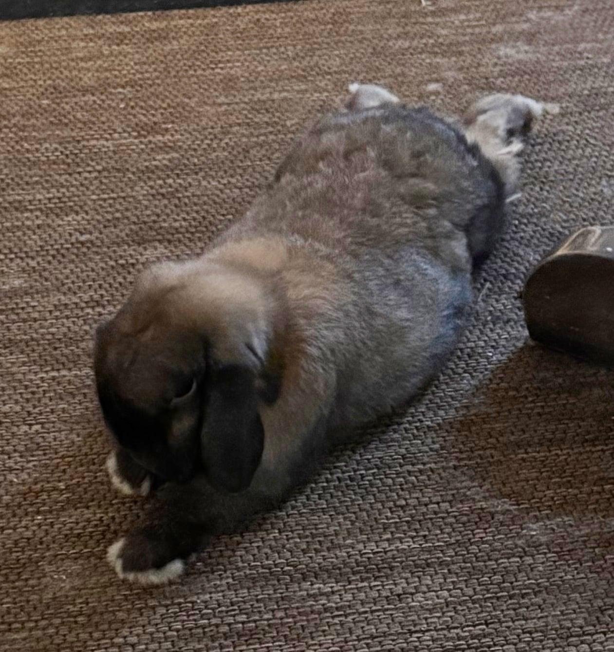 Sherman, a ADOPTABLE Holland Lop in Little Rock, AR image 1/3