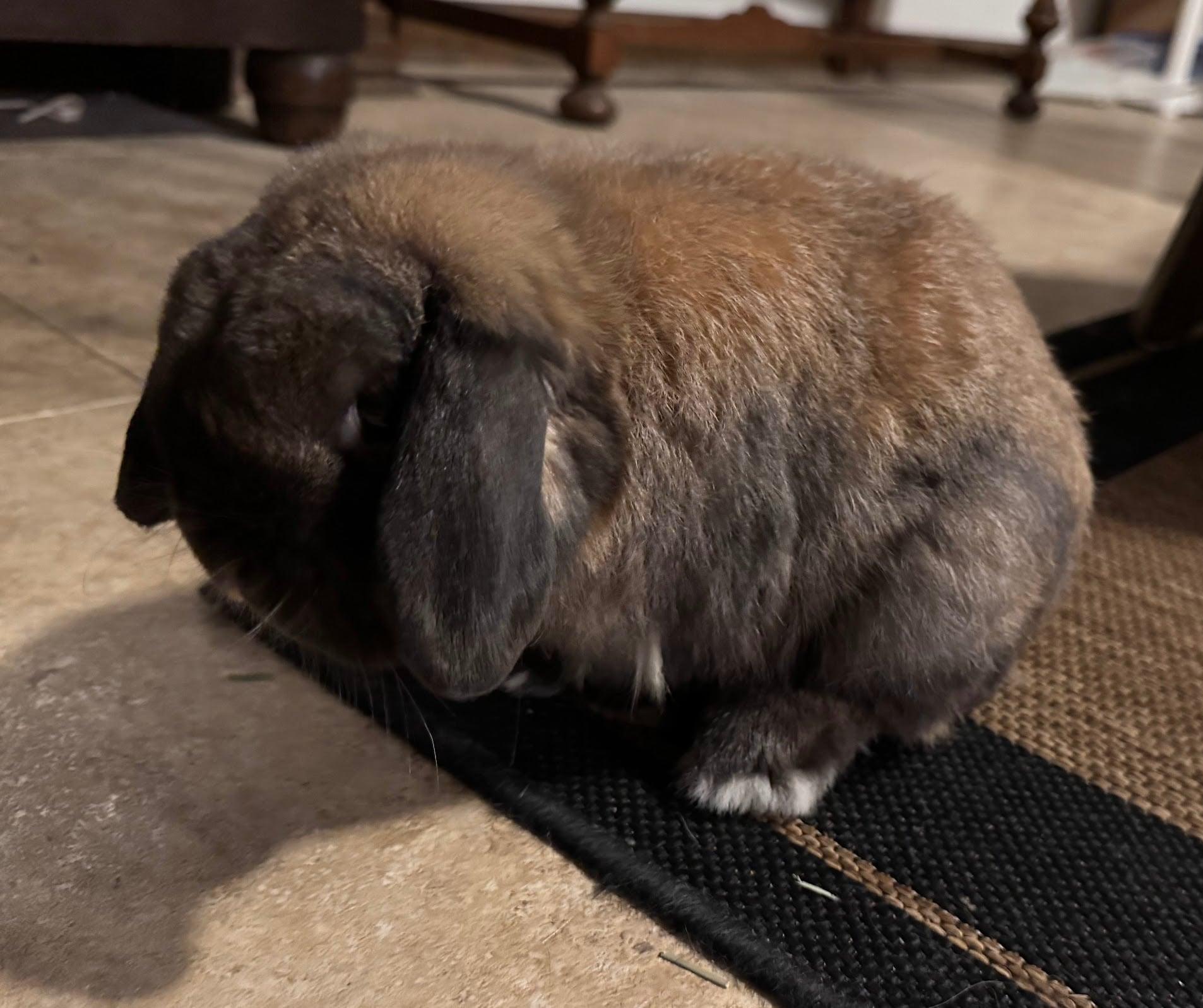 Sherman, a ADOPTABLE Holland Lop in Little Rock, AR image 2/3
