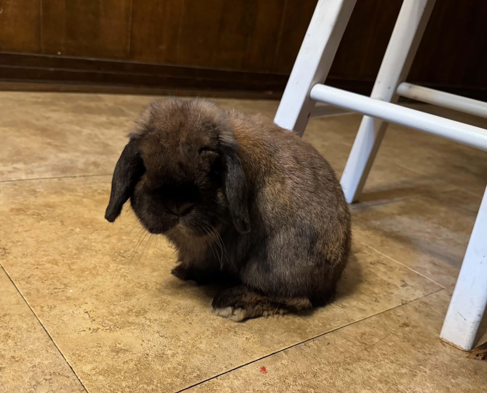Sherman, a ADOPTABLE Holland Lop in Little Rock, AR image 5/5
