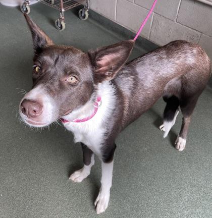 CiCi (In Foster) — thumbnail 3