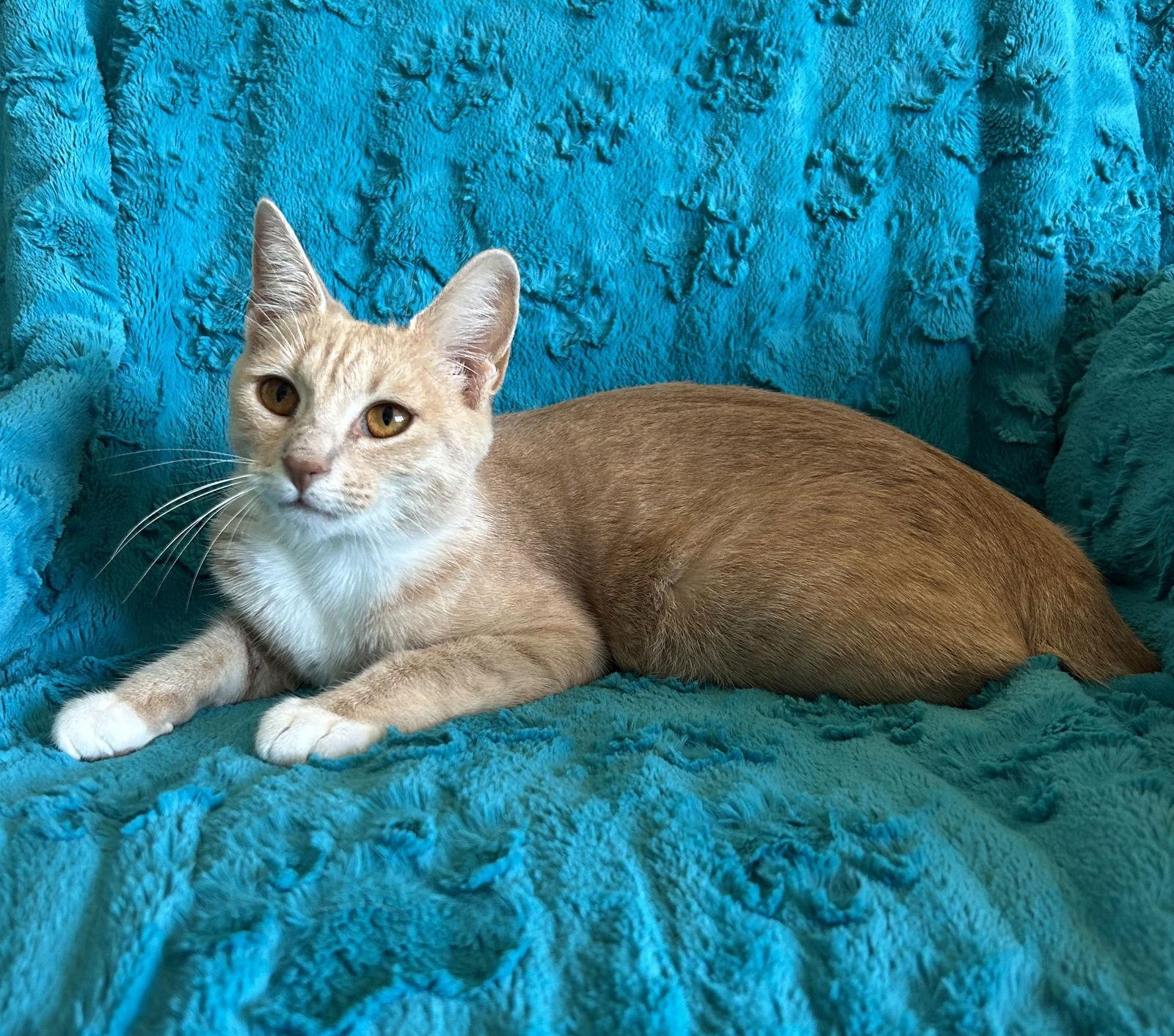 Sage, Adoptable, Young Female American Bobtail & Domestic Short Hair.