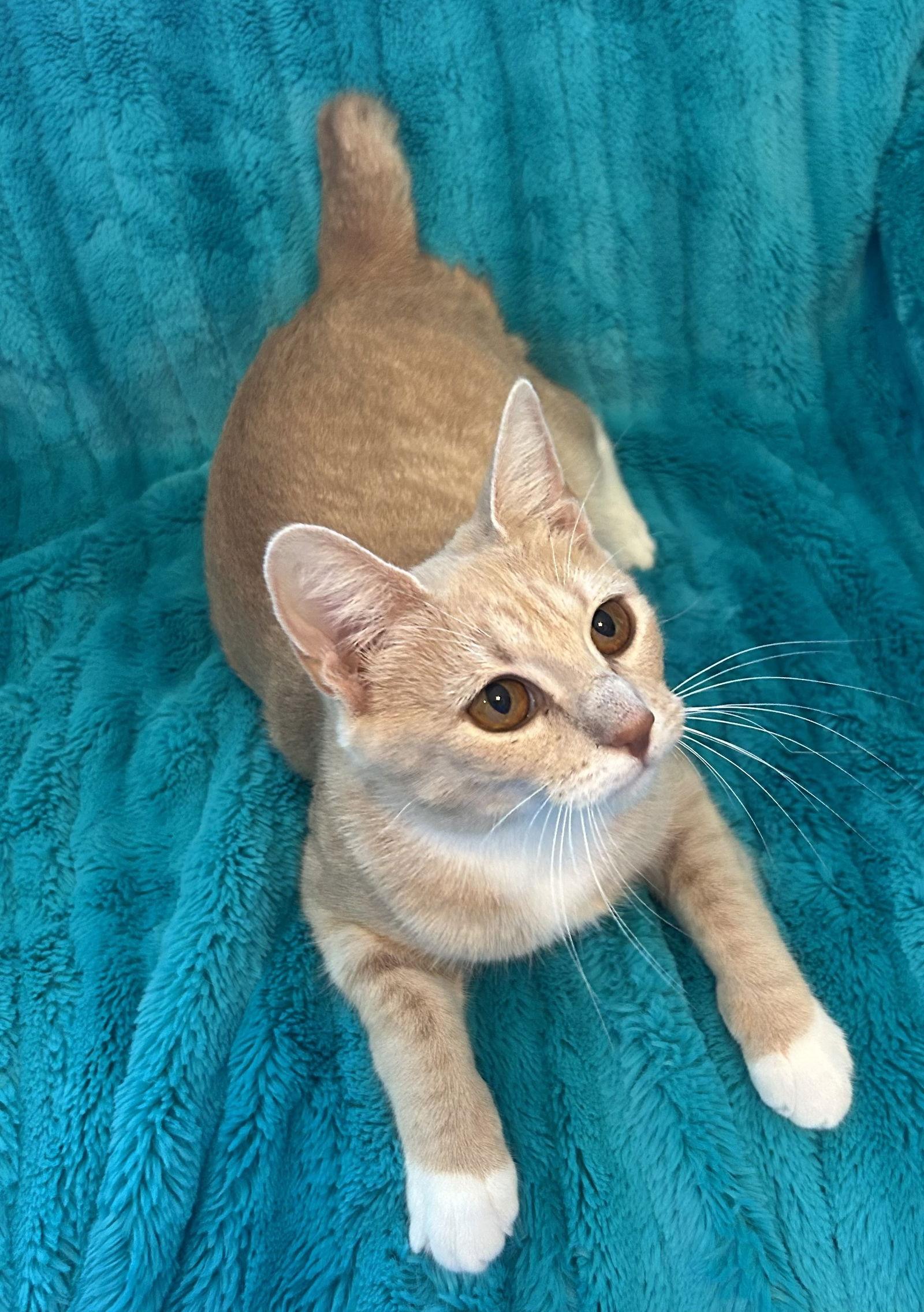 Enlarge Sage, a Adoptable mixed breed in Dickinson, TX image 3/3